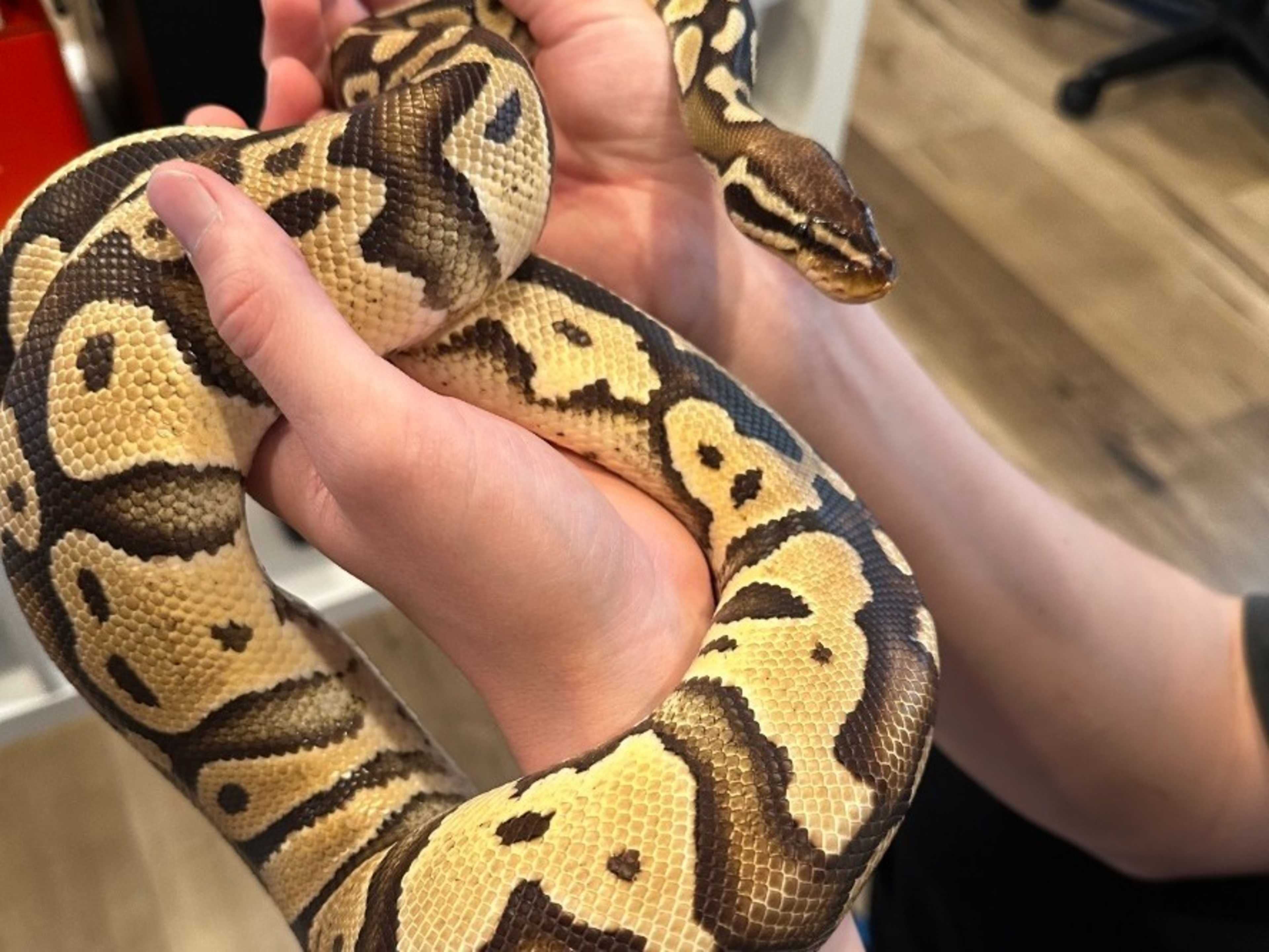 A photogenic ball python