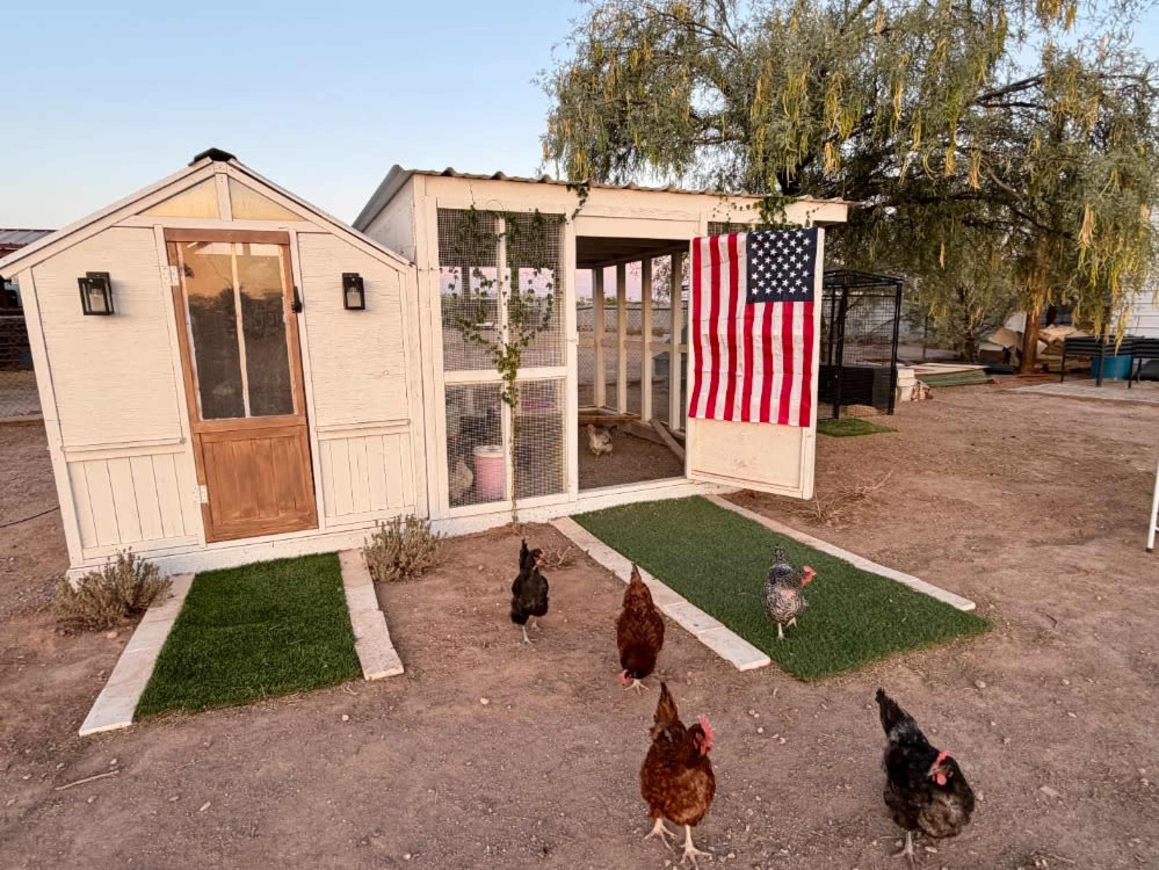 Chicken Experience 