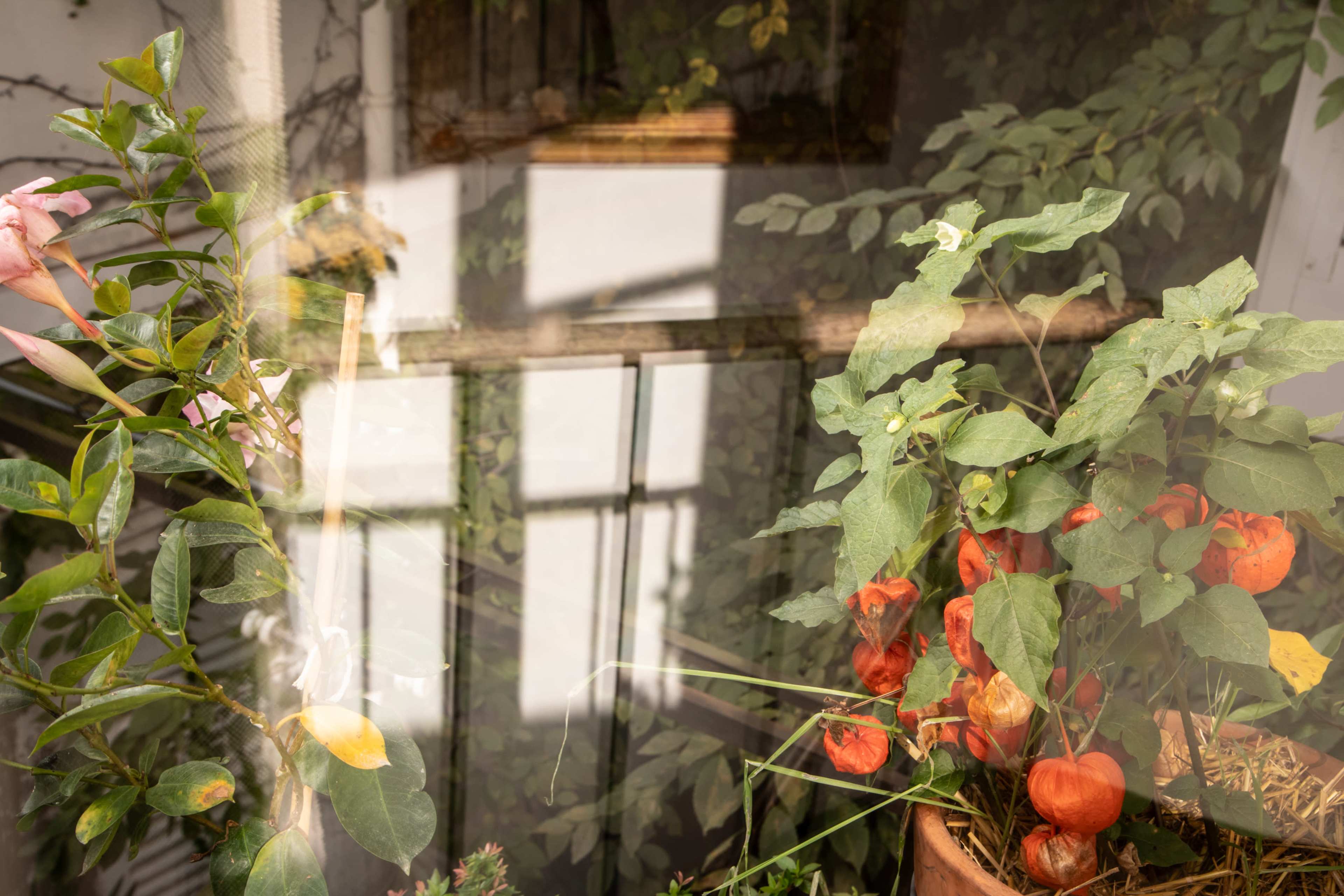 A potted plant with orange lantern-shaped fruits sits beside pink flowers, while reflections of interior elements create a layered effect.