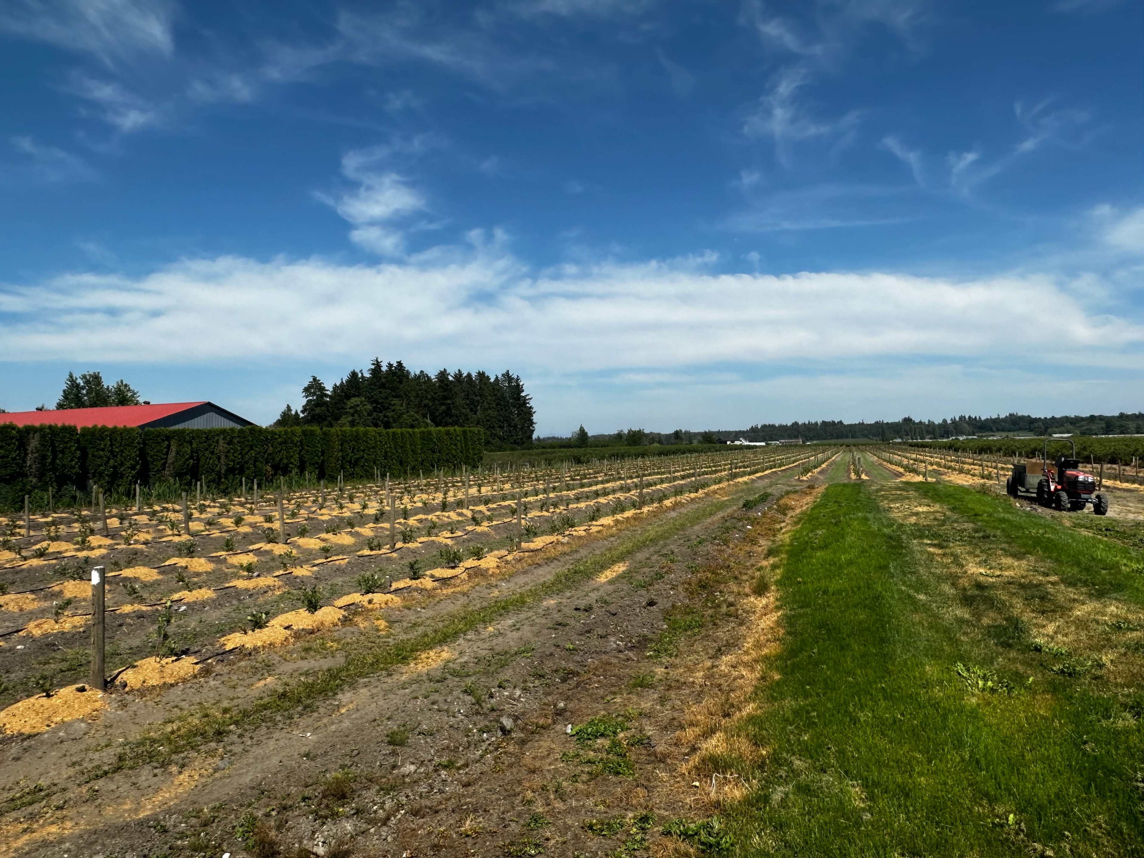 A wide view of a vineyard with rows of young grapevines and a red-roofed building in the background under a partly cloudy sky.