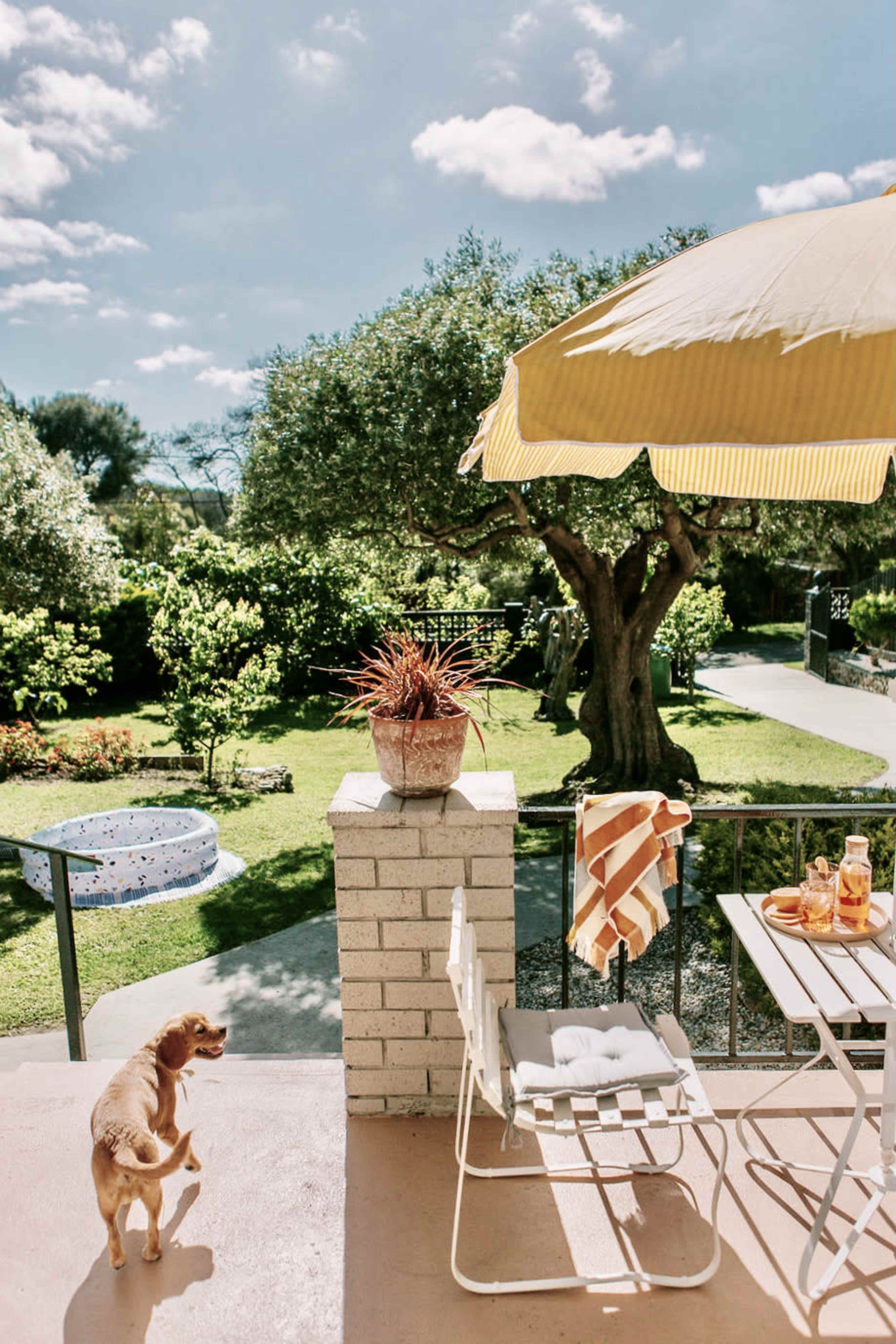 A small dog stands on a patio overlooking a sunlit garden with a swimming pool, trees, and a table set for refreshments under a yellow umbrella.