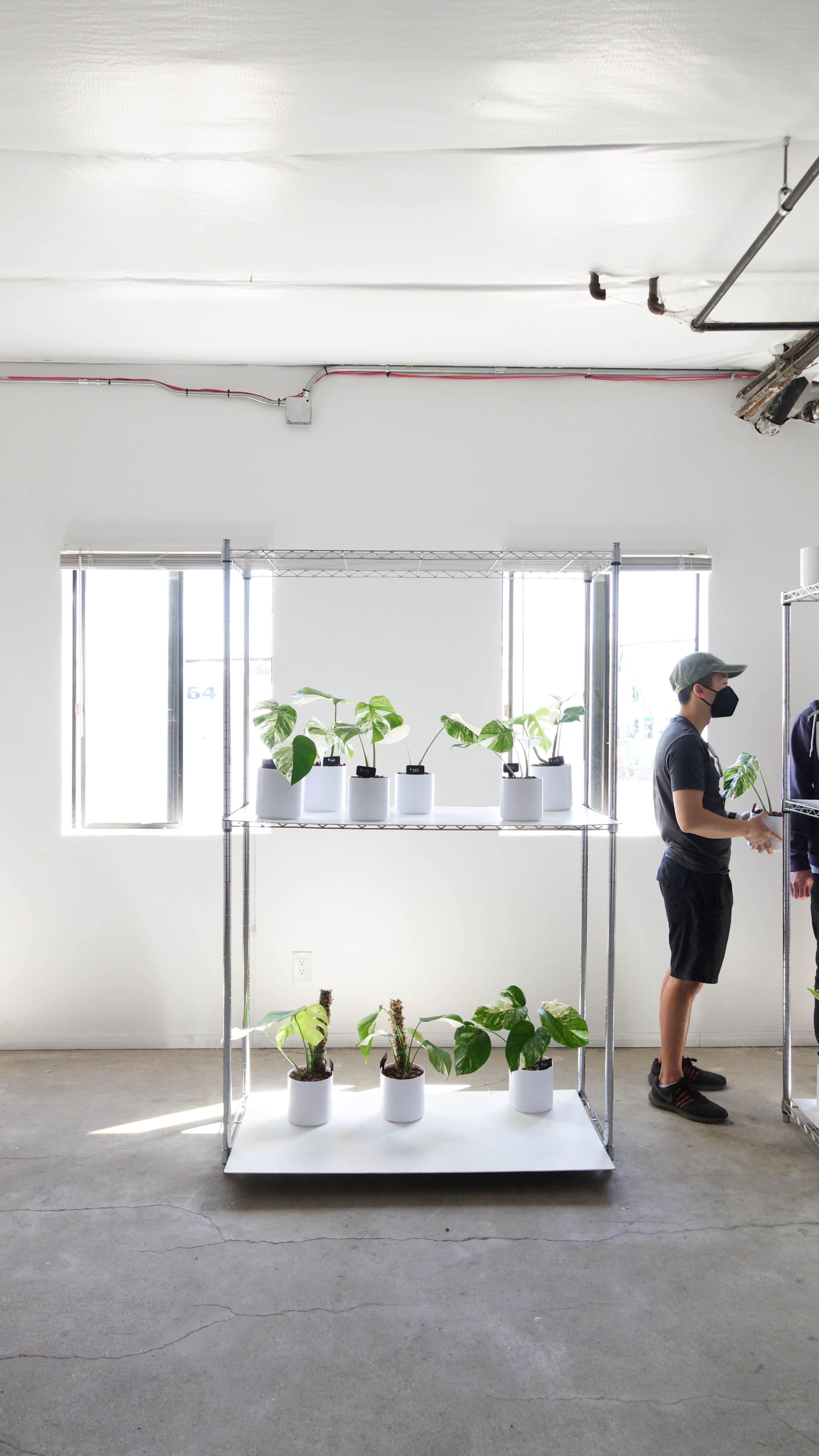 A person in a face mask stands near a shelving unit displaying several potted plants in a well-lit room with large windows.