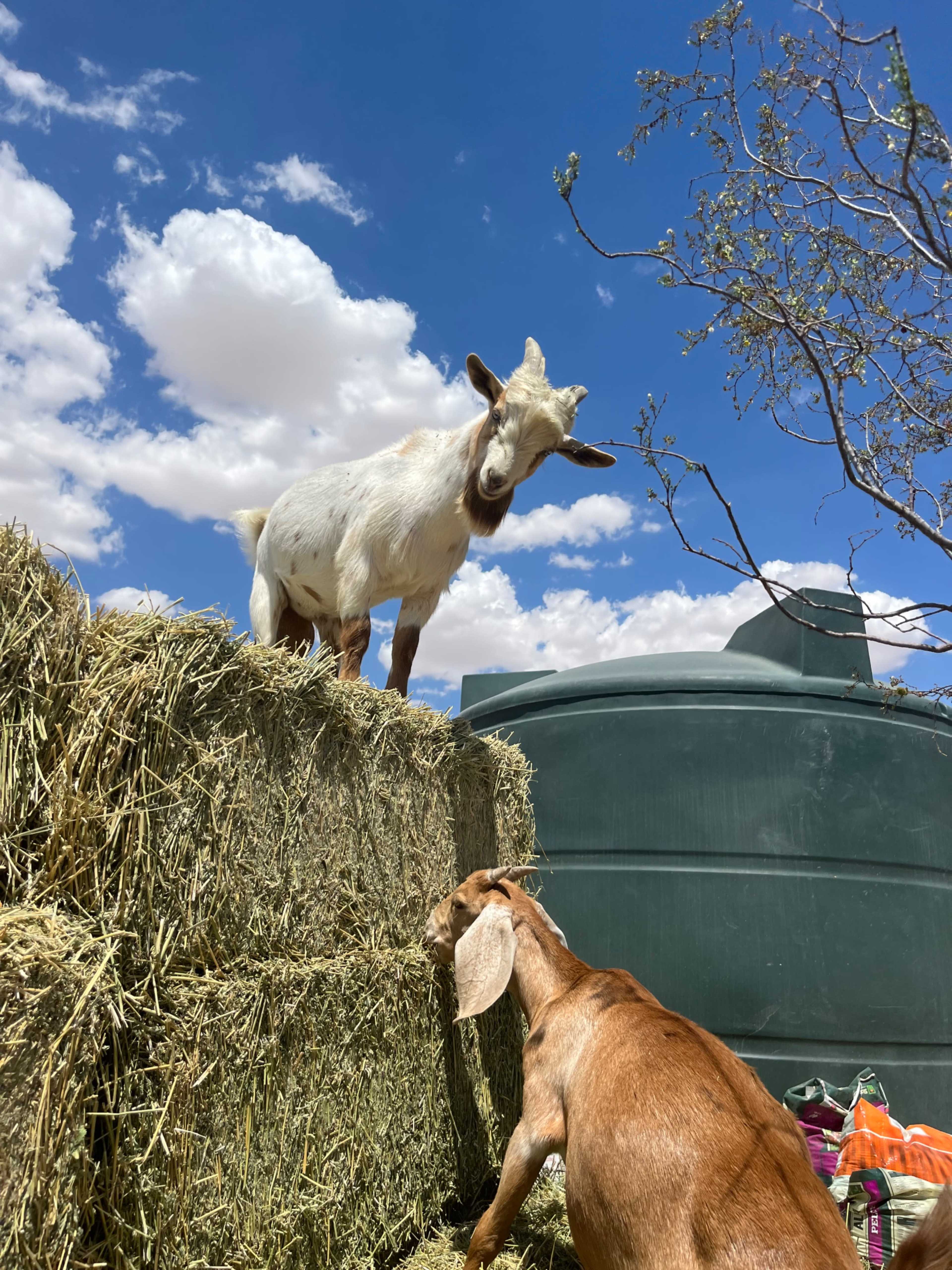 Two goats are positioned near hay bales, with one goat standing atop the bales and looking down at the other.