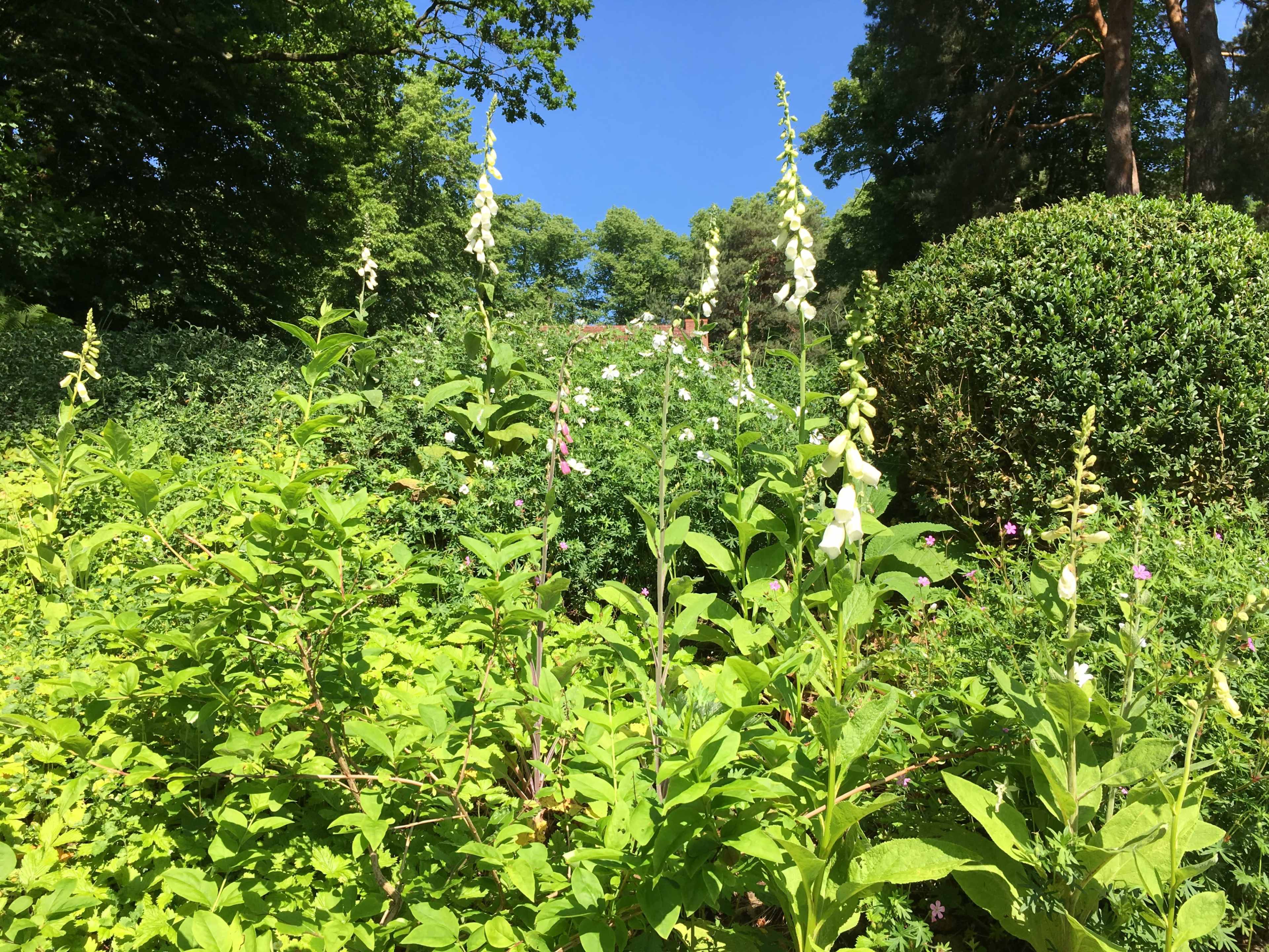 Tall green plants with white and purple flowers grow in a lush garden under a clear blue sky.