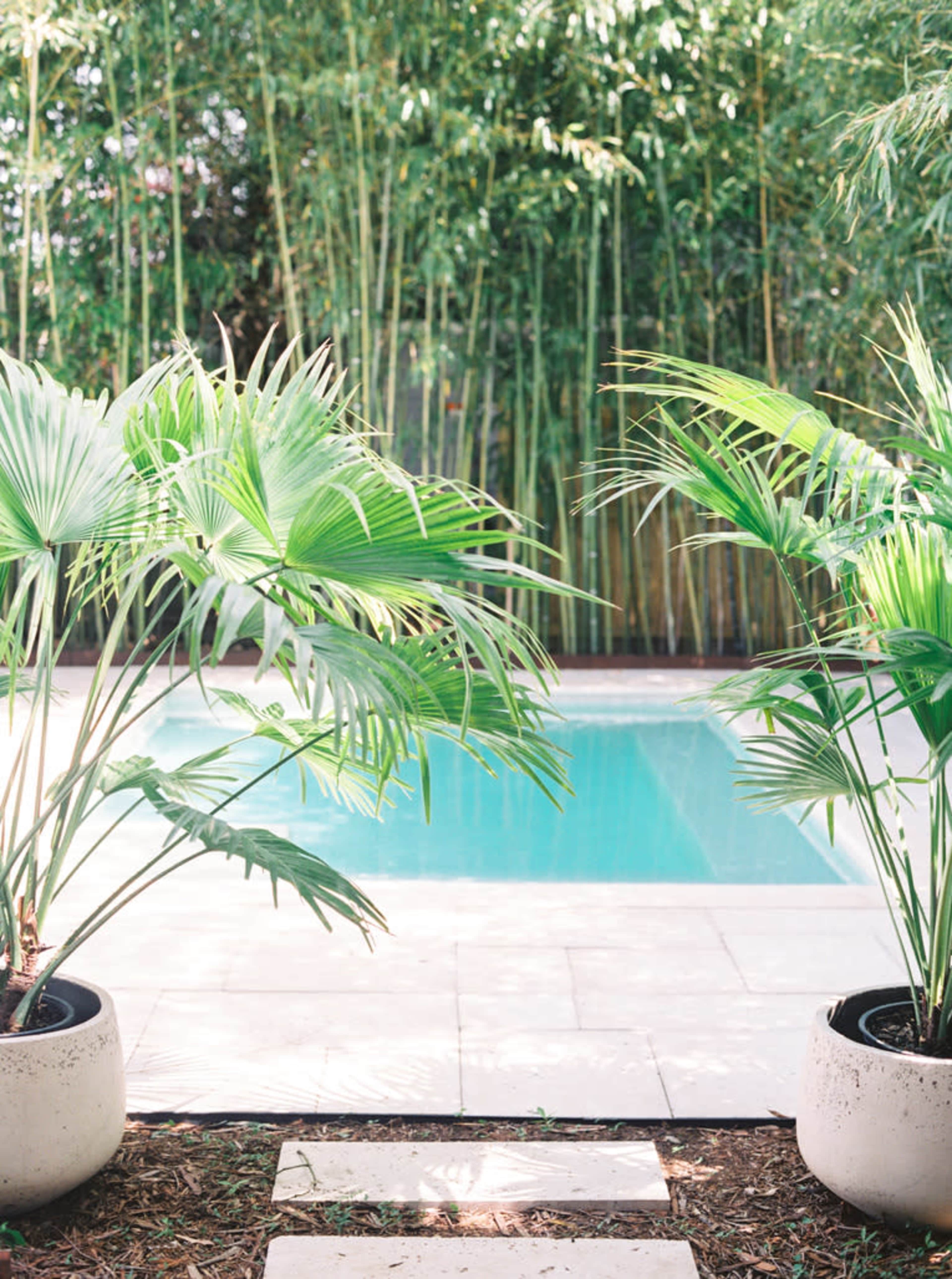 A serene swimming pool is framed by potted palm plants and surrounded by lush bamboo.