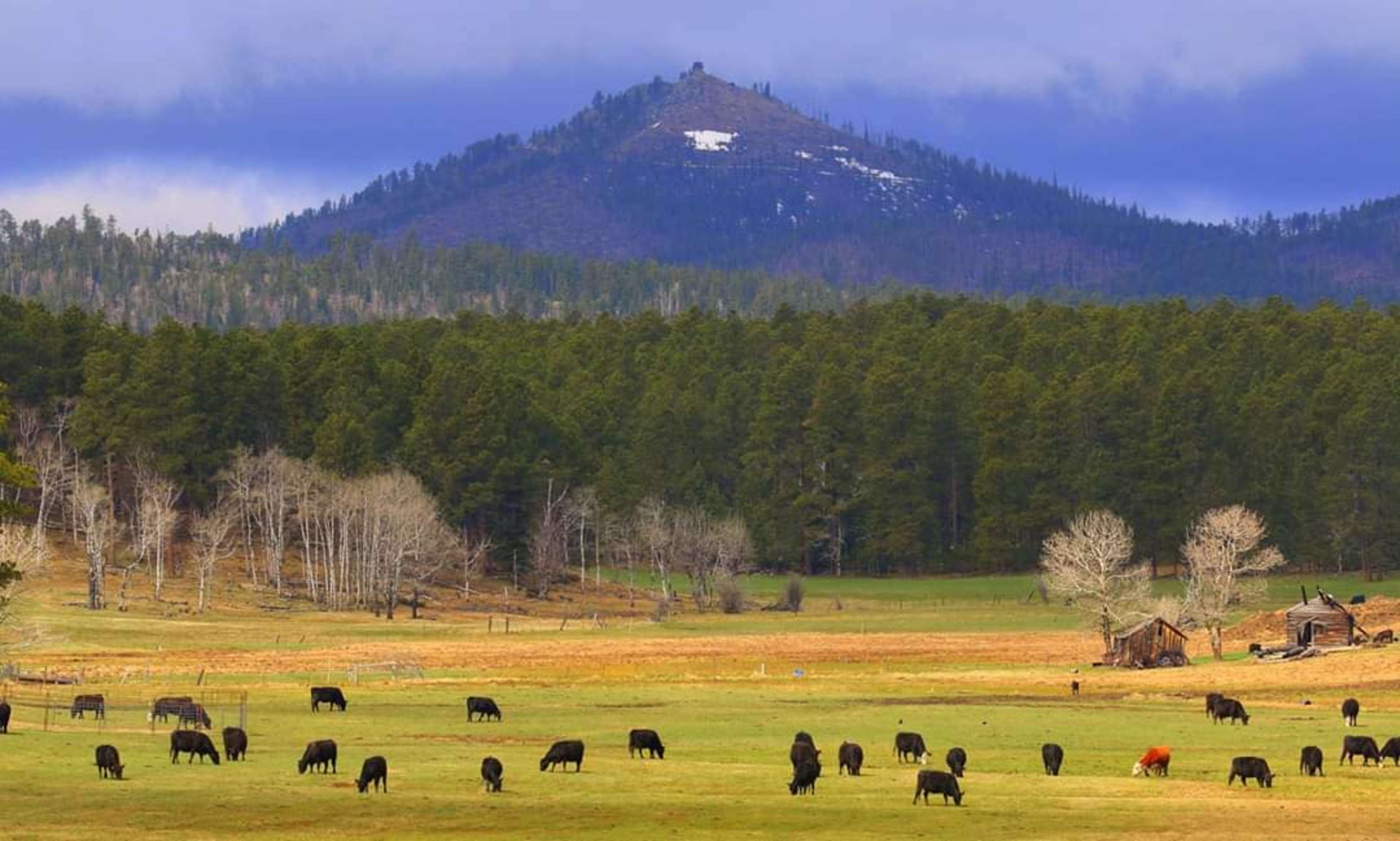 A herd of cattle grazes in a grassy valley with a forested mountain in the background.