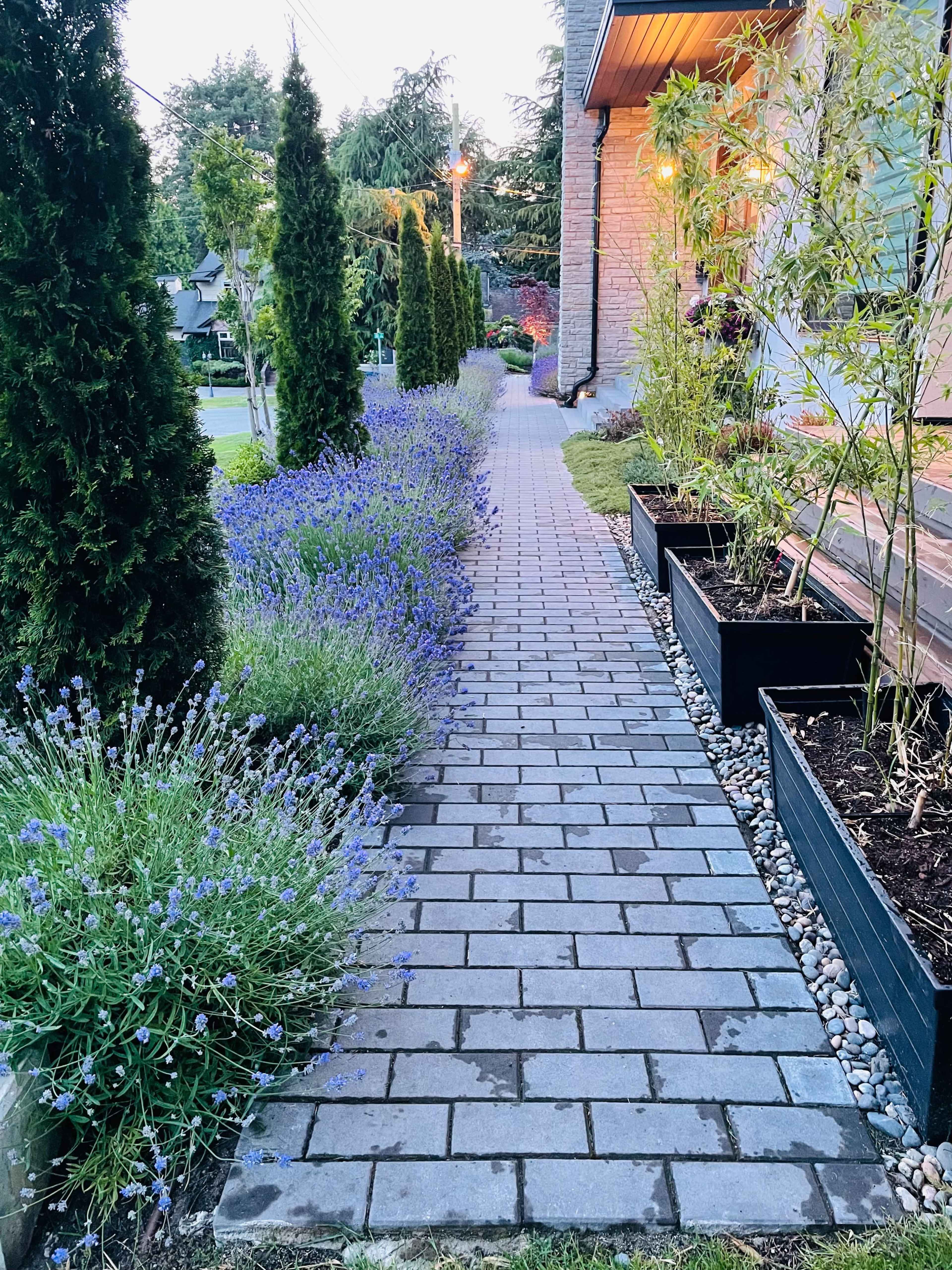 A paved walkway lined with lavender plants and tall conifers leads to a house with warm lighting.