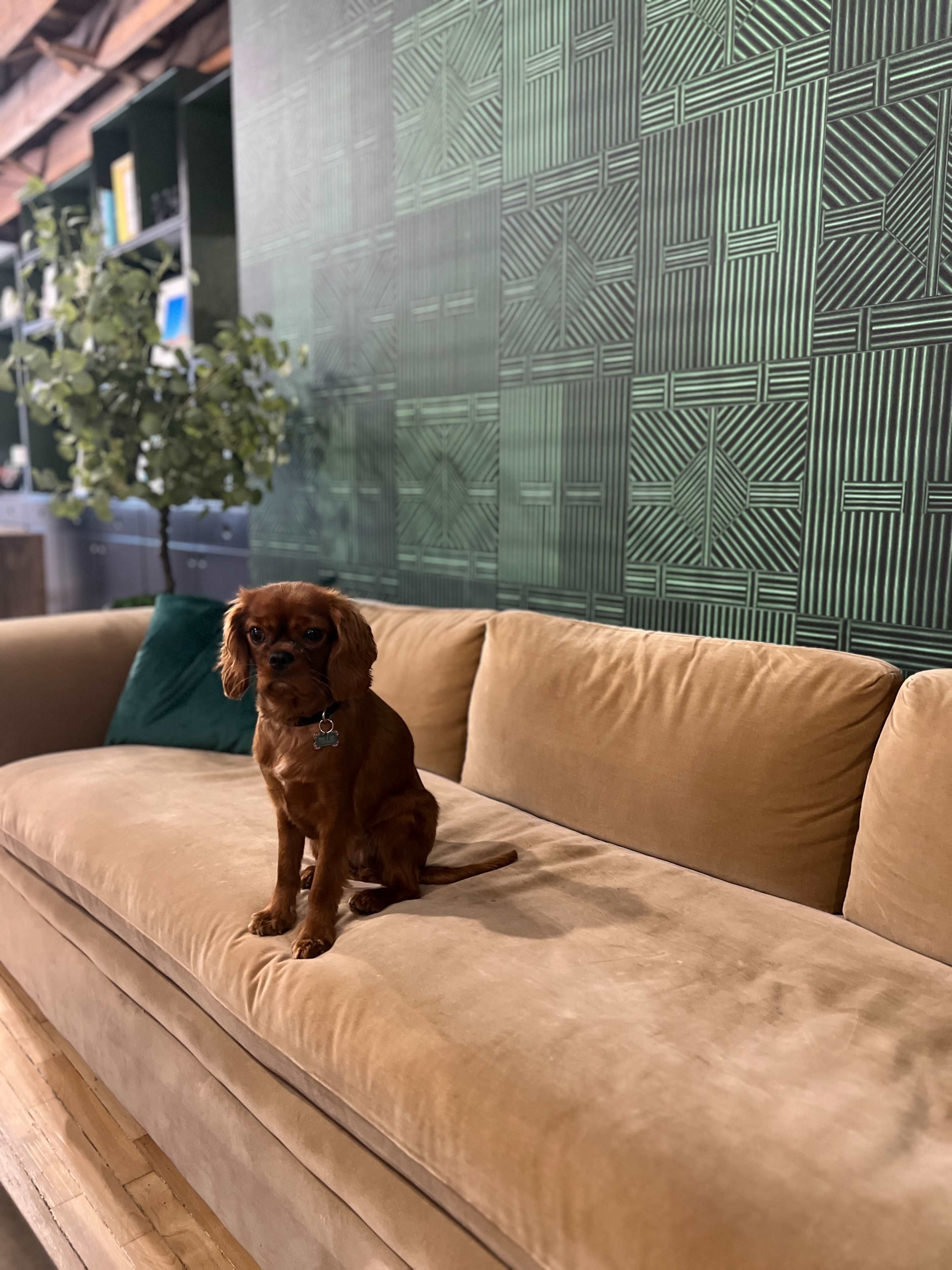 A brown dog sits on a tan couch against a green patterned wall.