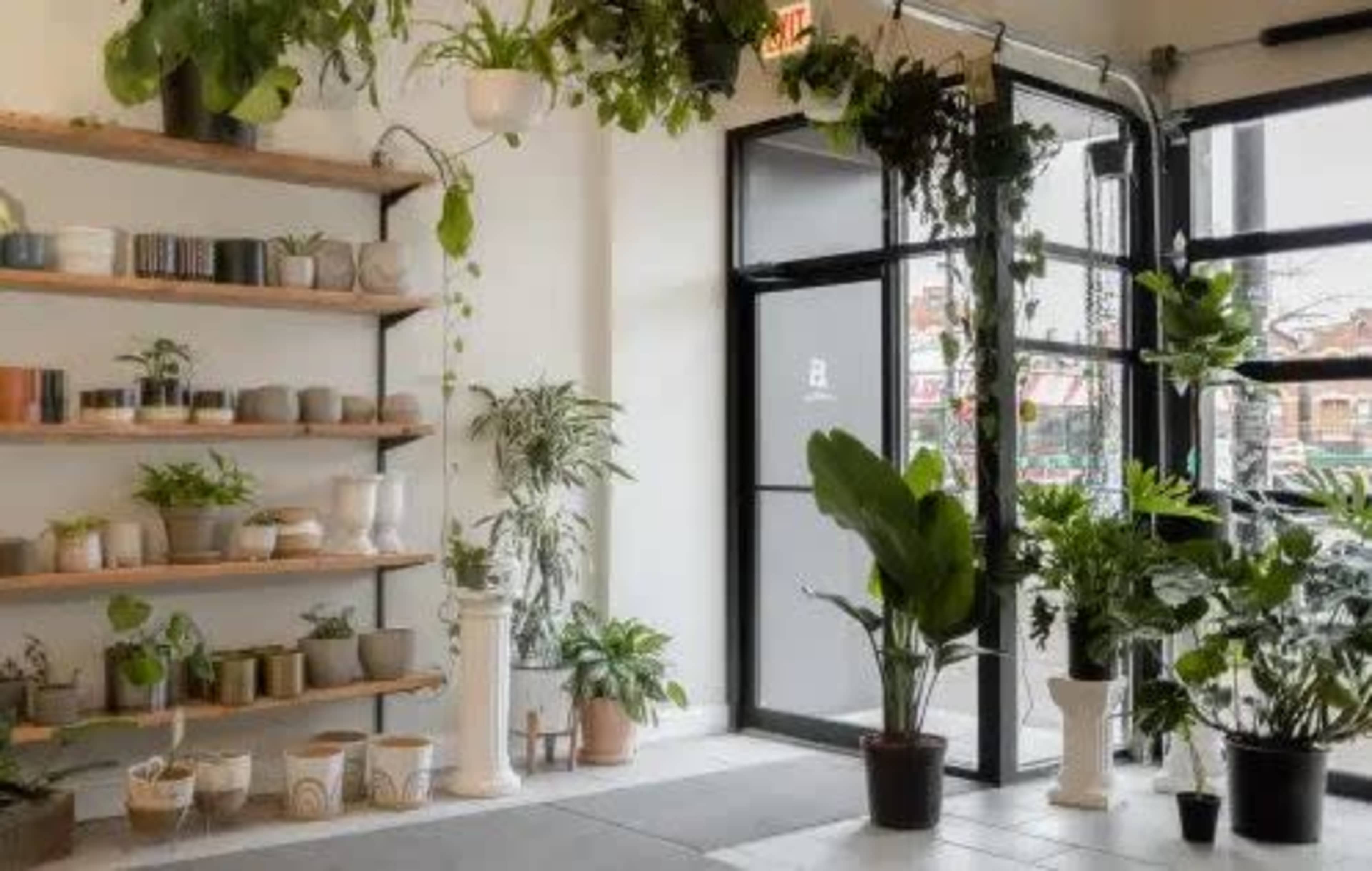 The image shows a bright indoor plant shop with shelves displaying various potted plants and a glass door leading outside.