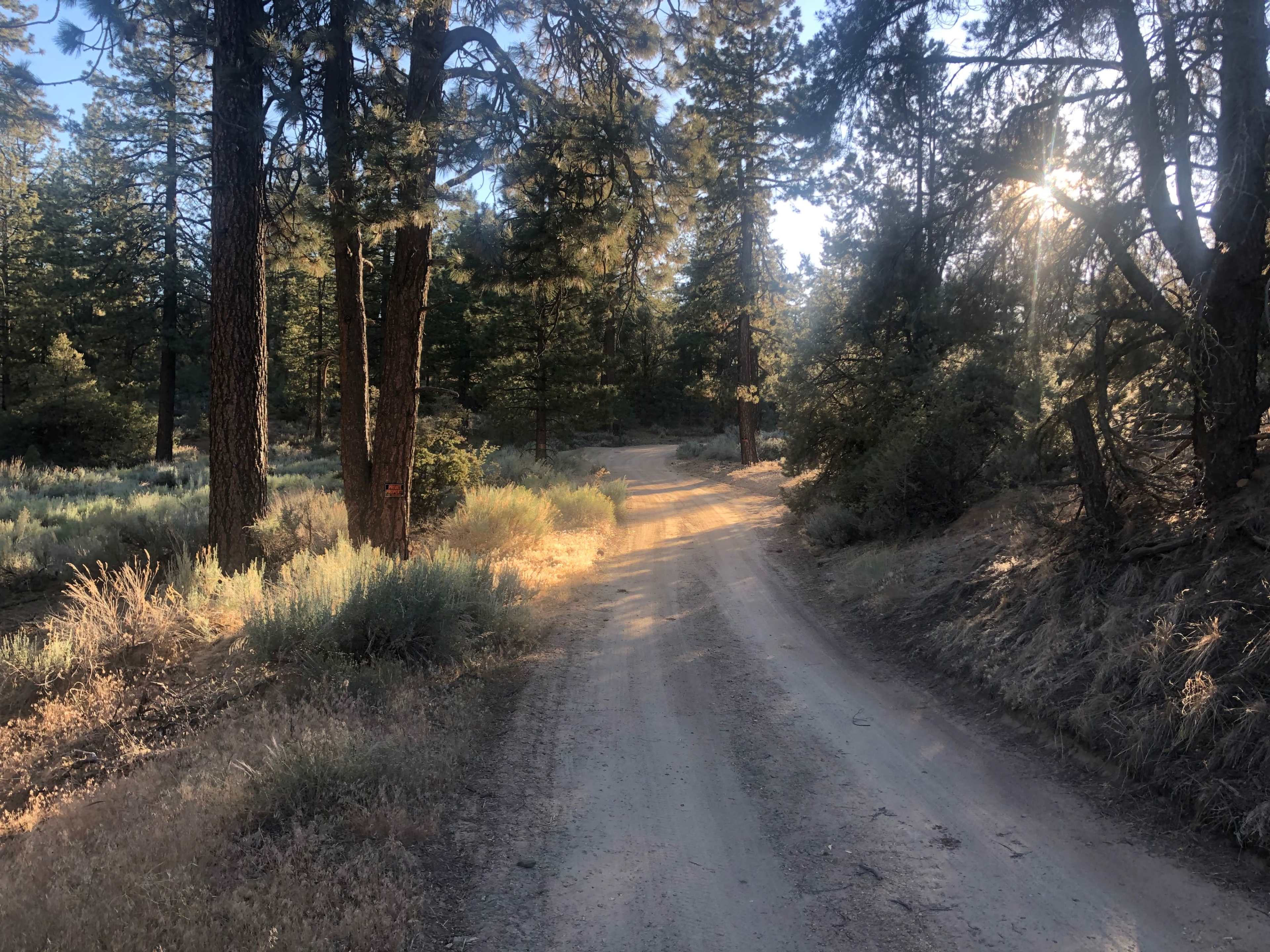 A dirt road winds through a forest with tall pine trees and soft morning light filtering through the branches.