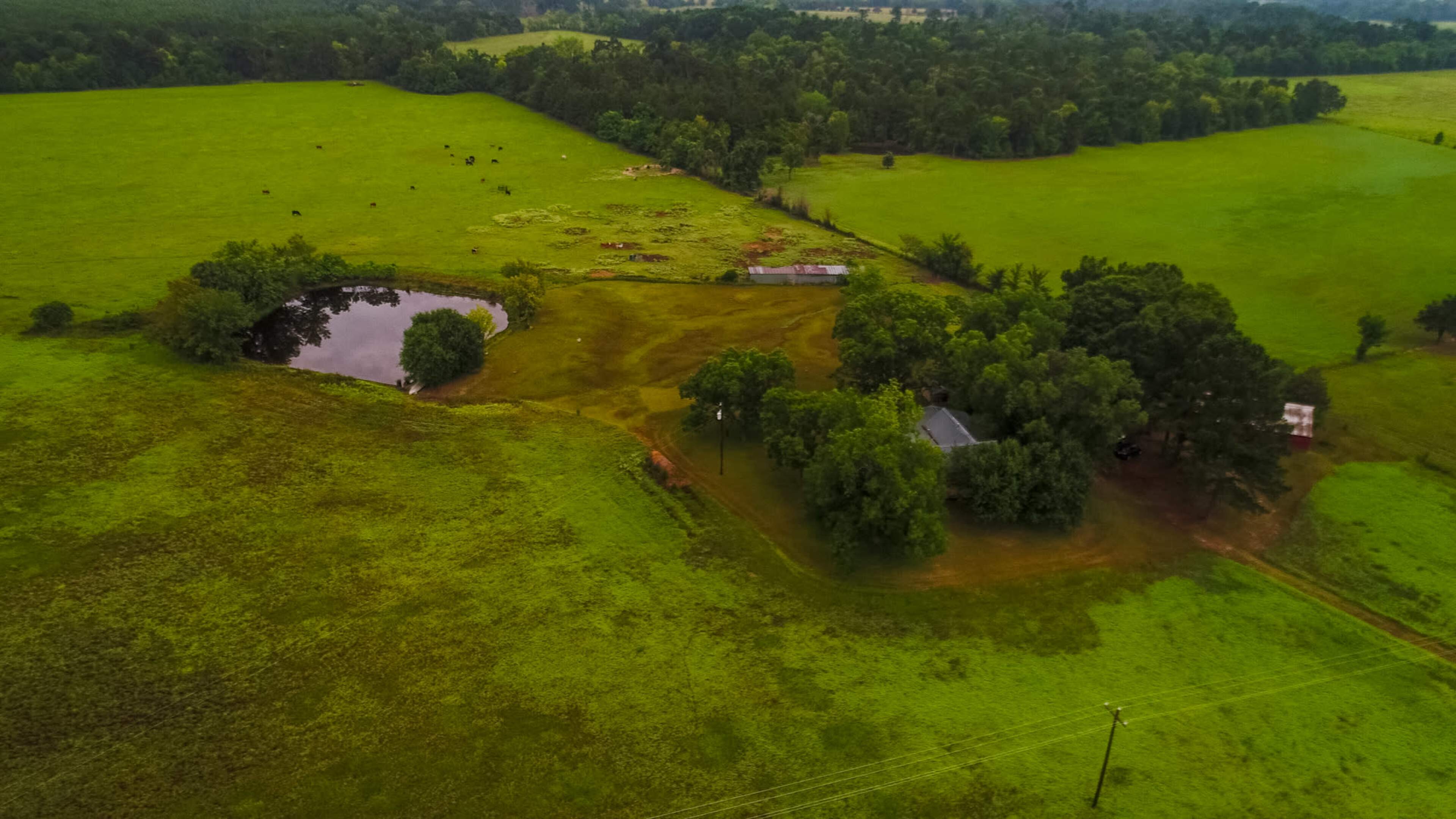 An aerial view shows a rural landscape with a small house, a pond, and scattered trees surrounding an open field with cattle.