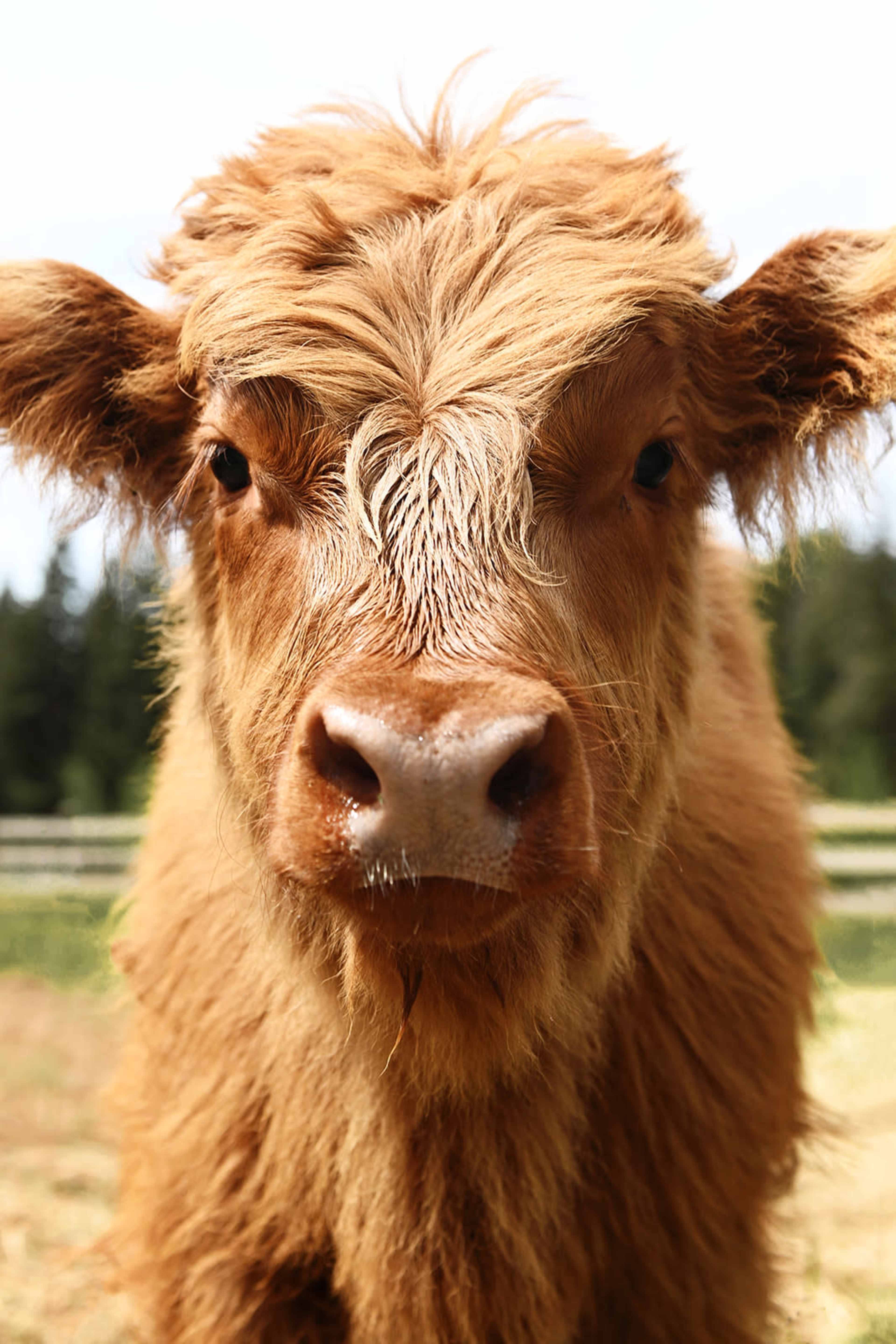 A close-up view of a Highland calf with shaggy brown fur and a prominent nose.