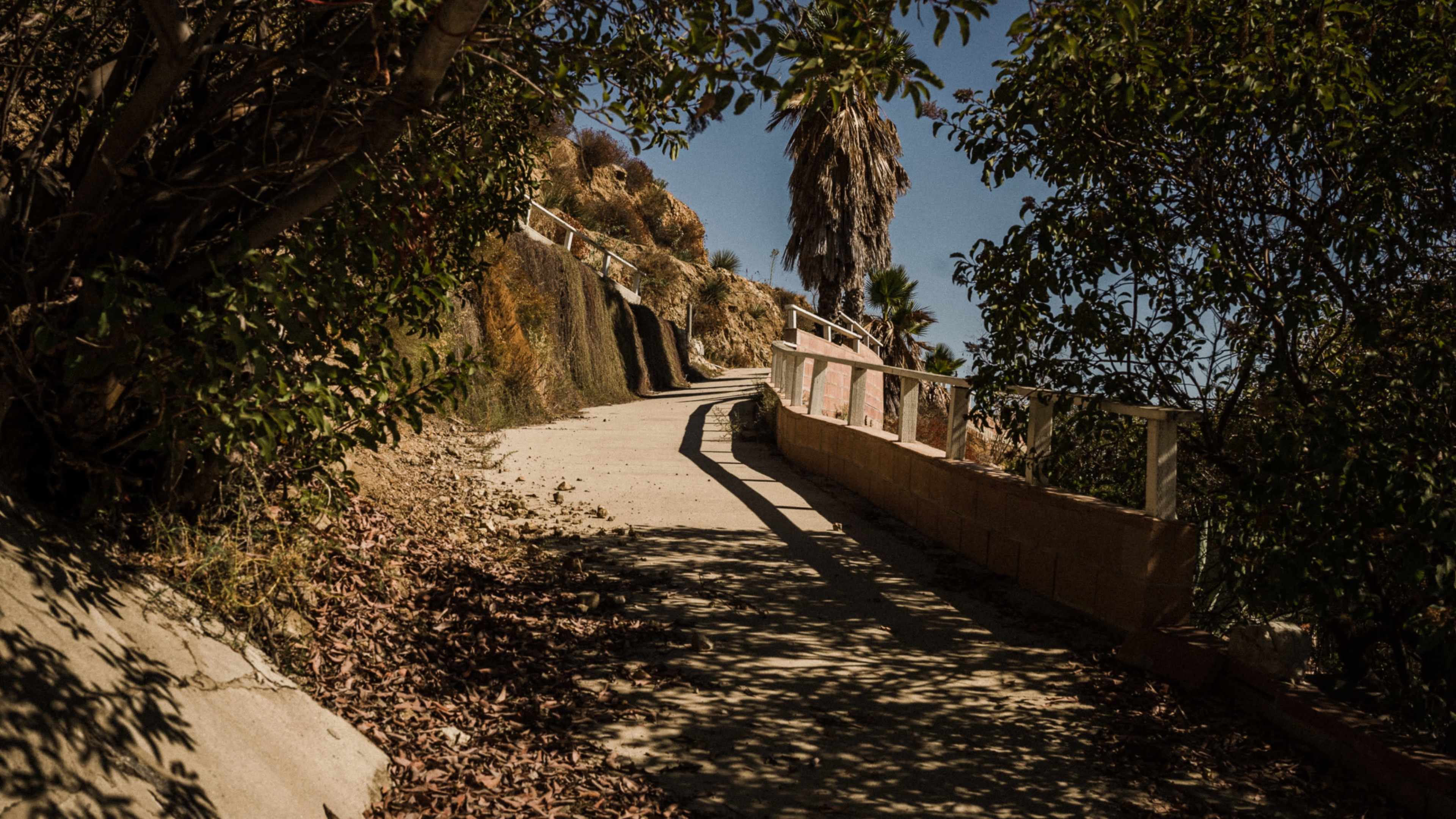 A winding path lined by shrubbery and palm trees descends along a hillside.