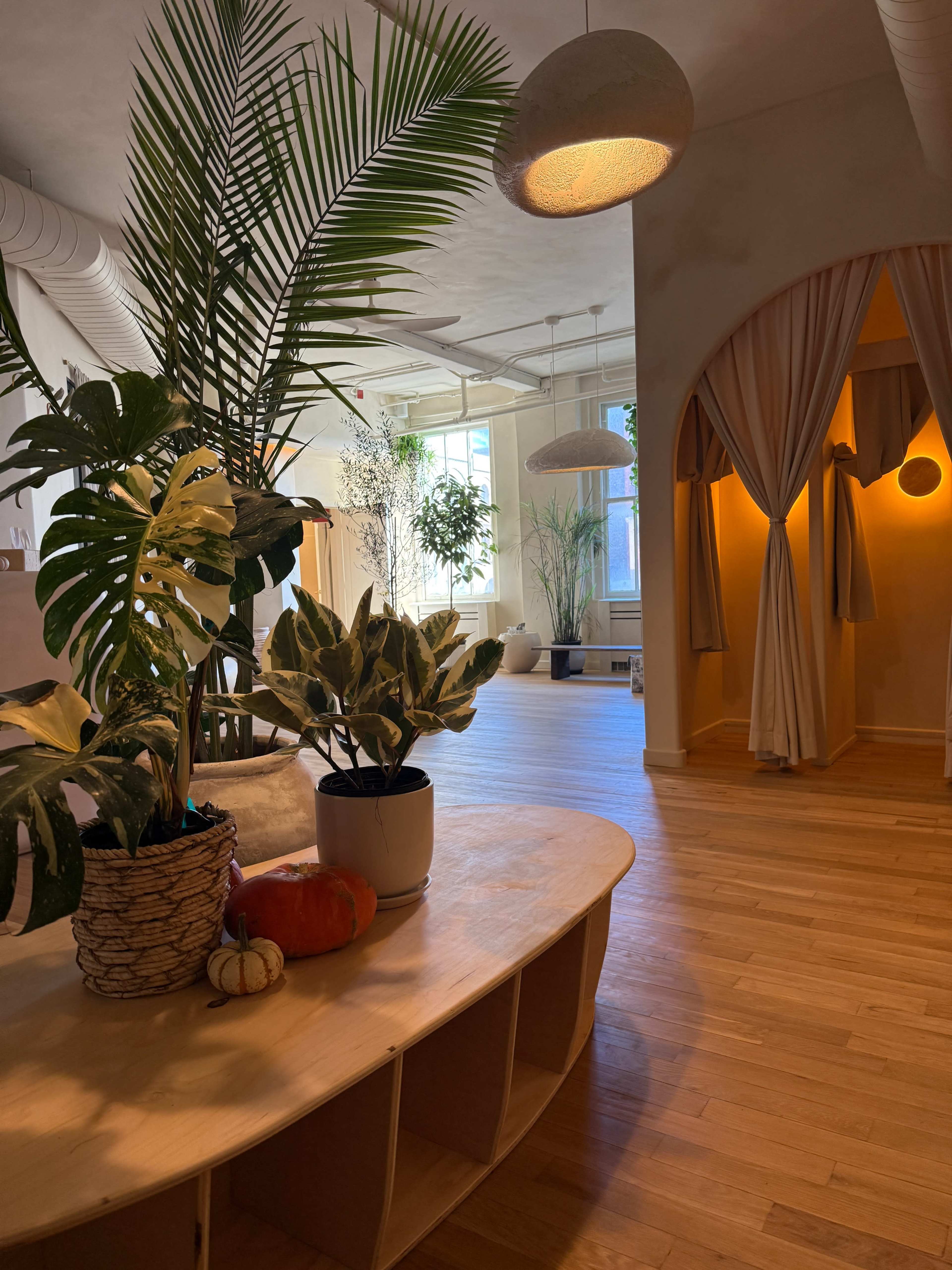 The image shows a spacious, well-lit interior with wooden flooring, a curved wooden shelf, and various plants arranged throughout the room.
