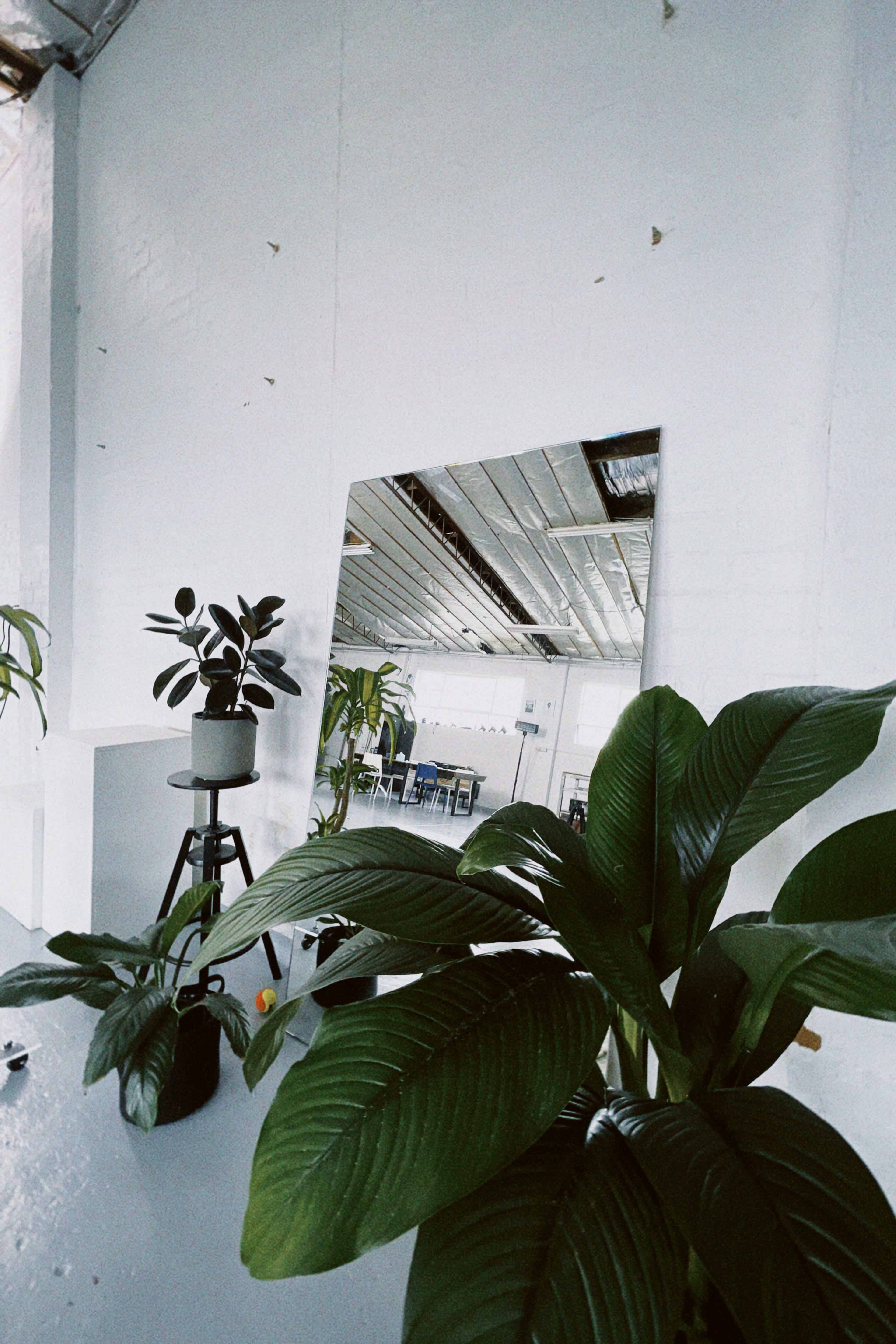 A large mirror reflects a room with plants and furniture against a white wall.