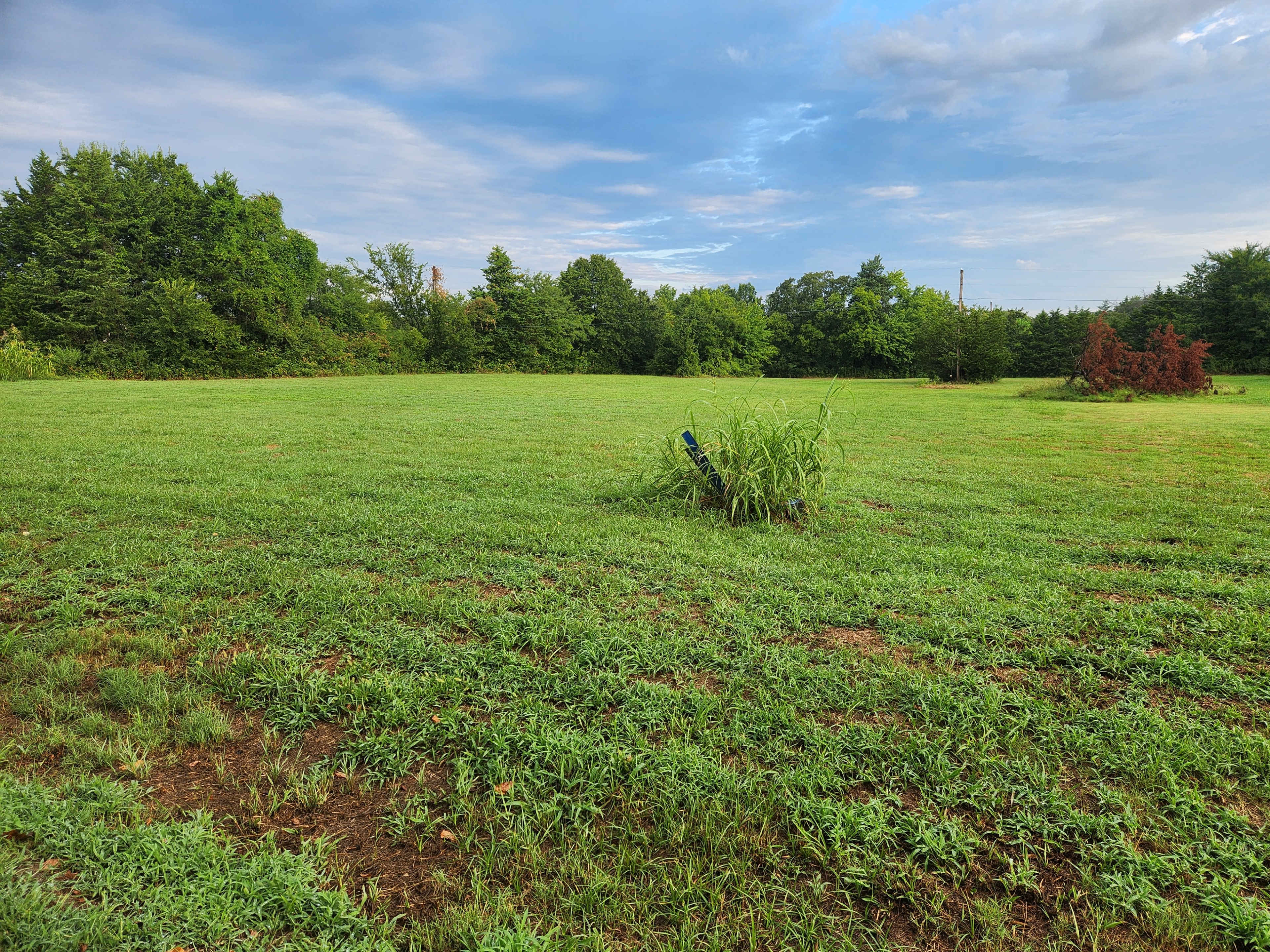 A large, open field is surrounded by trees and features a patch of tall grass in the center.