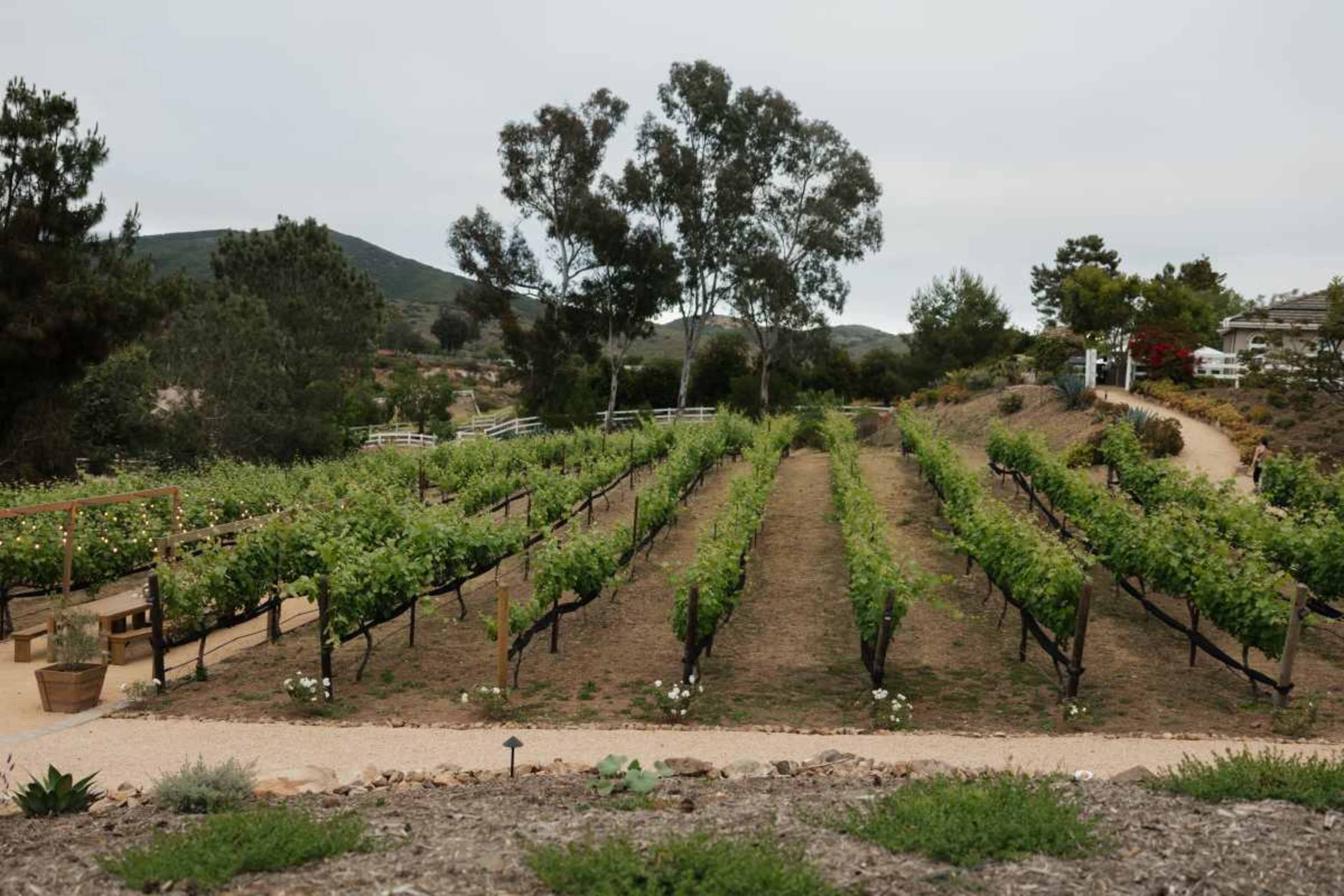 The image shows neatly arranged rows of grapevines growing in a vineyard, surrounded by trees and hills in the background.