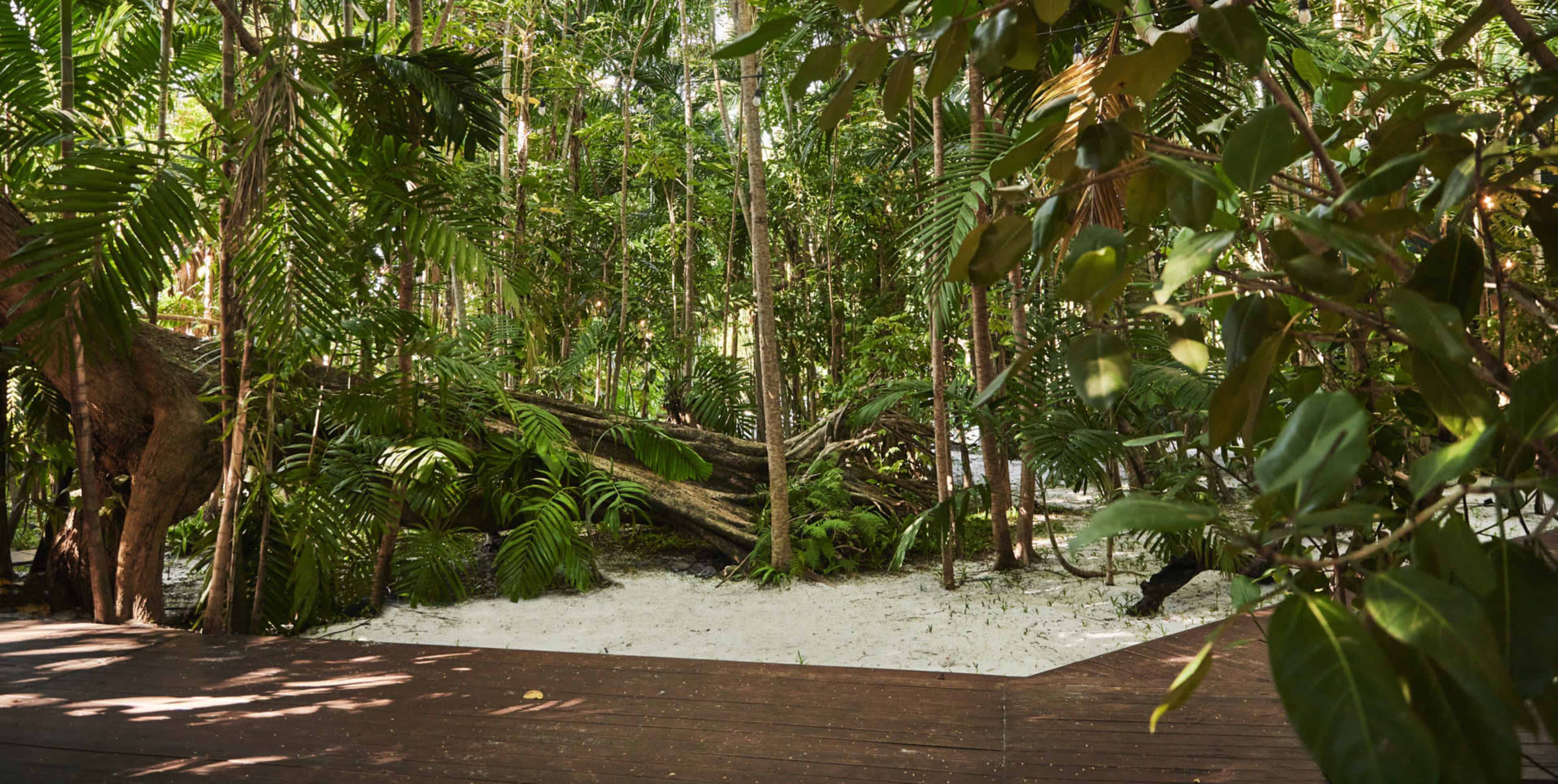A sandy clearing is surrounded by dense greenery and tall trees in a forested area.