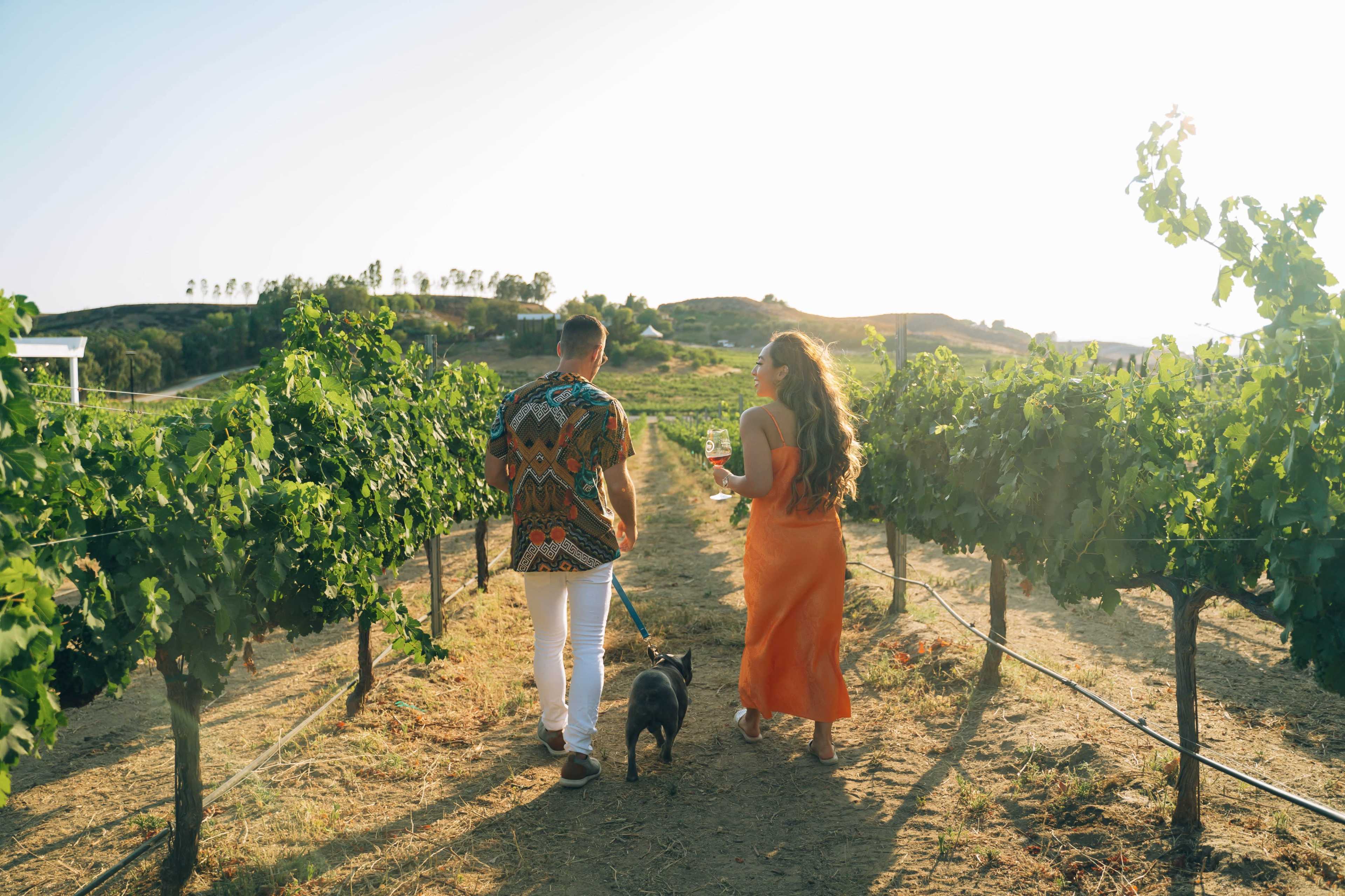 A couple walks a dog along a path between rows of grapevines in a vineyard.