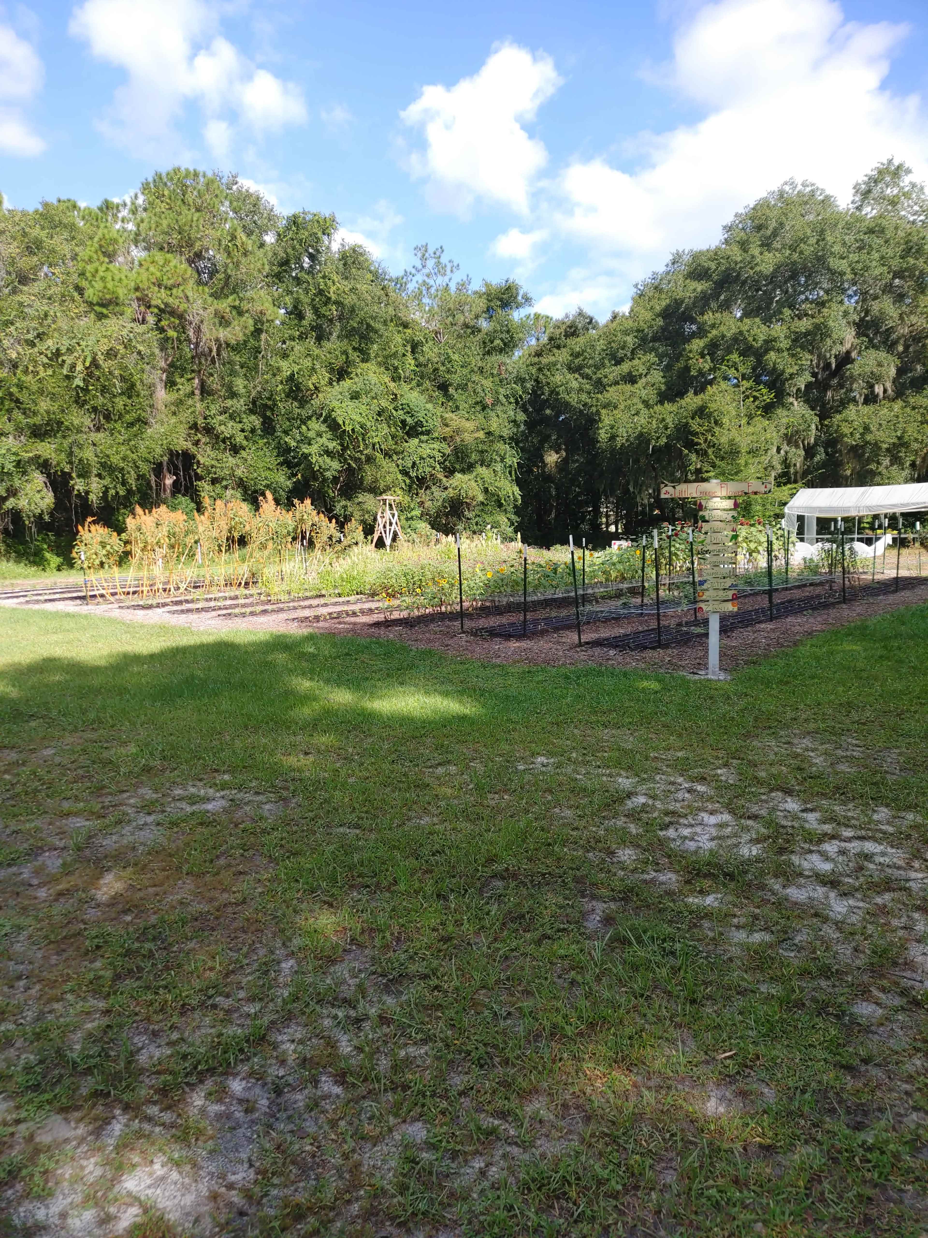 Quiet and Charming Flower Field Image in , Winter Garden, FL