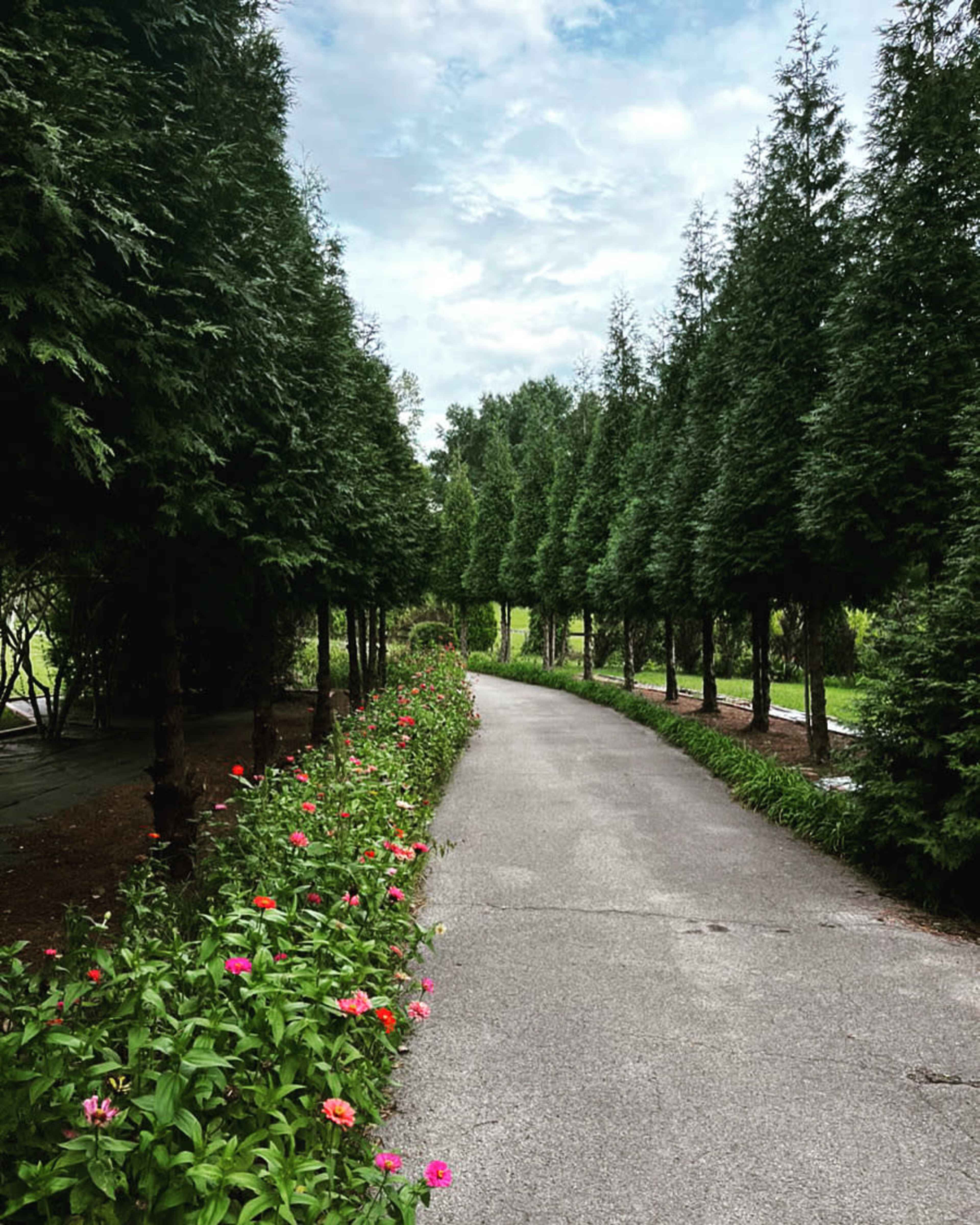 A paved path winds through a line of tall conifer trees, bordered by colorful flowers on one side.