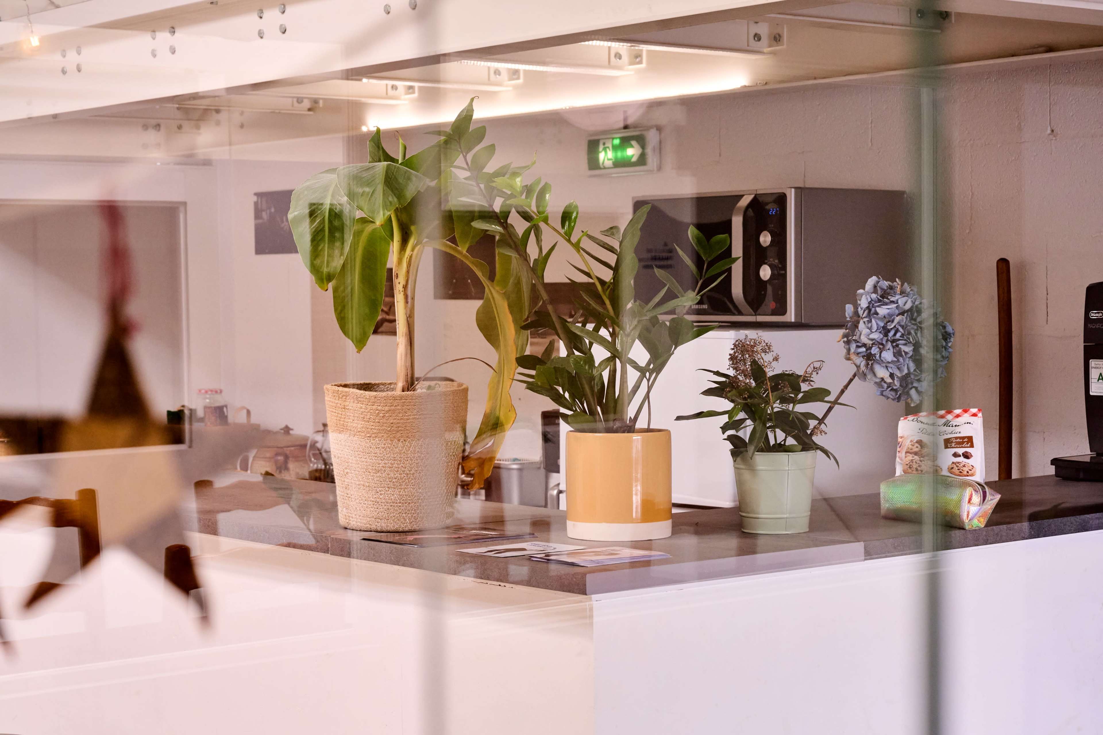 The image shows a modern kitchen space featuring various indoor plants on a countertop, along with kitchen appliances in the background.