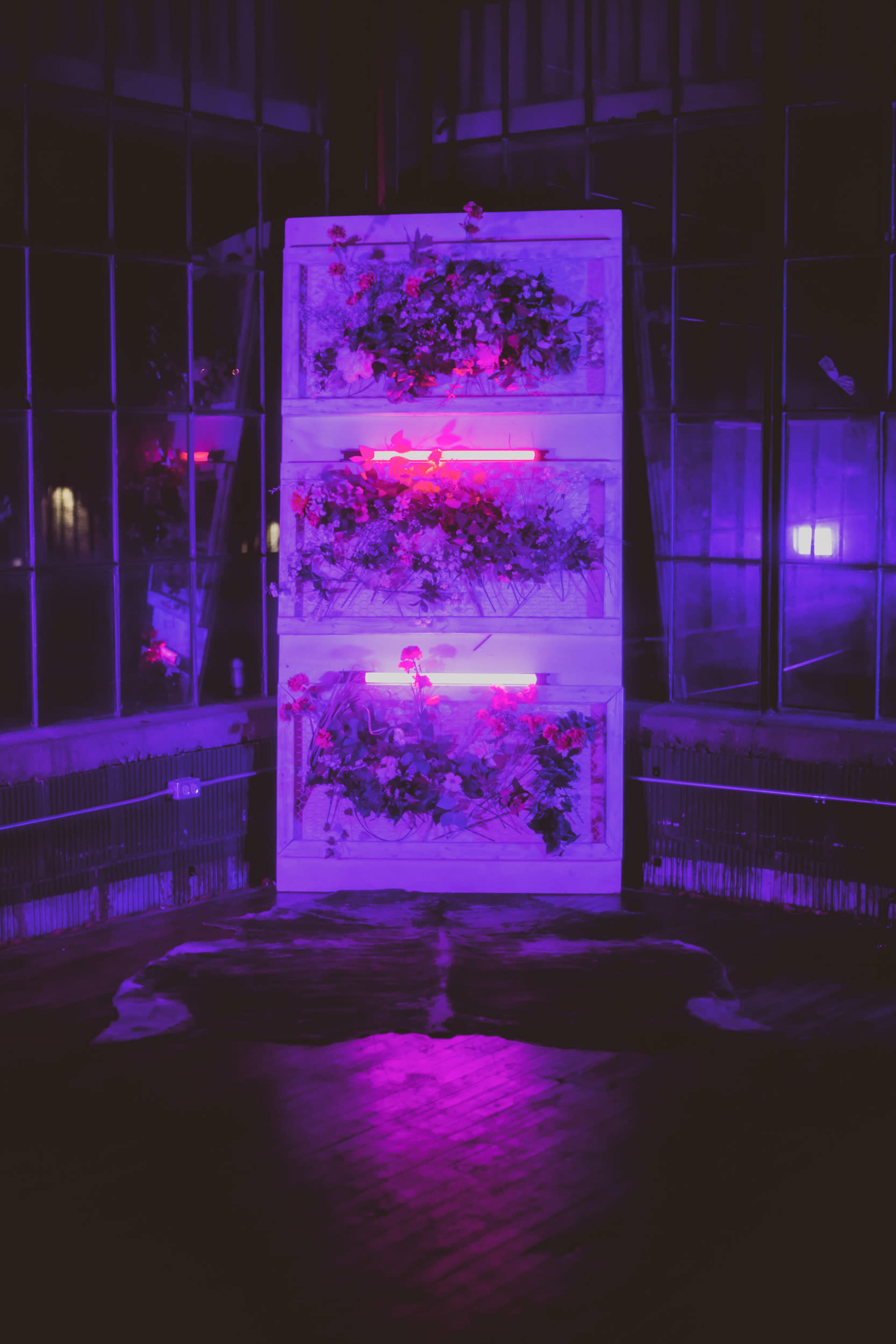A modern vertical garden adorned with flowers is illuminated by neon pink and purple lights in a dimly lit space.