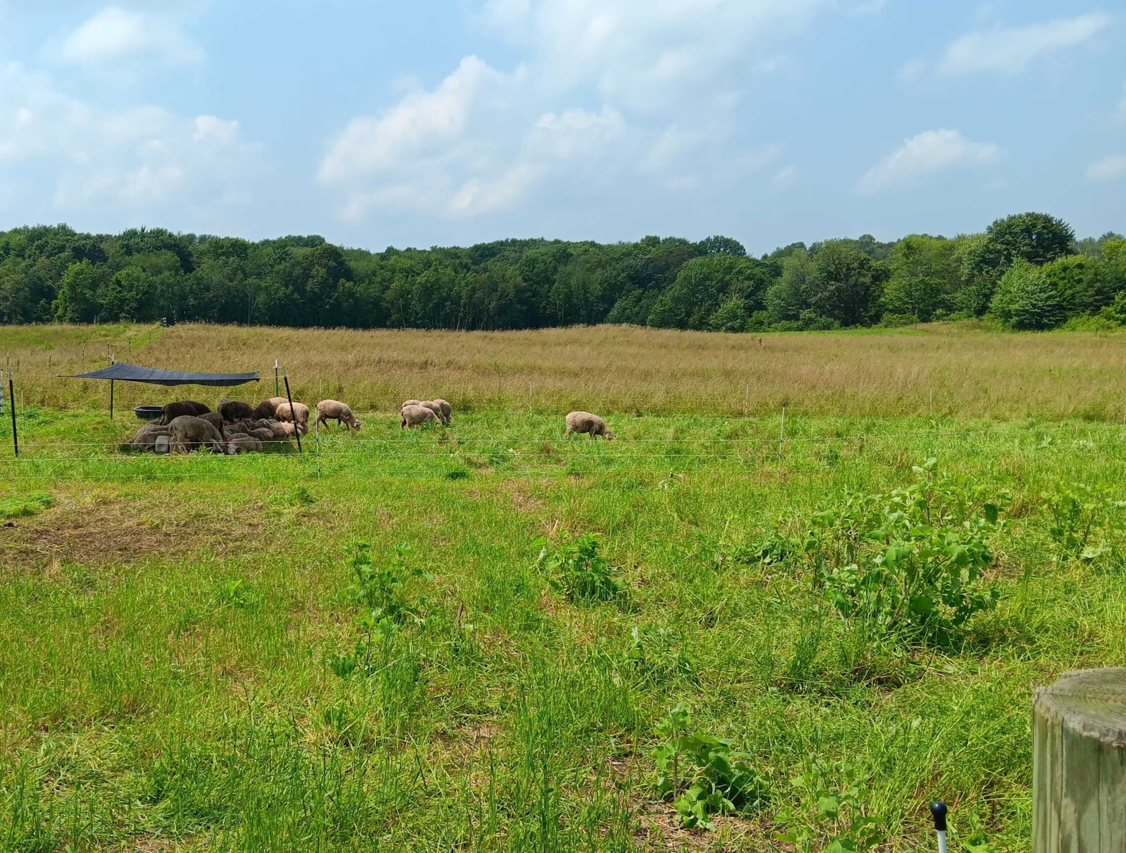 A group of sheep grazes in a grassy field bordered by trees under a partly cloudy sky.