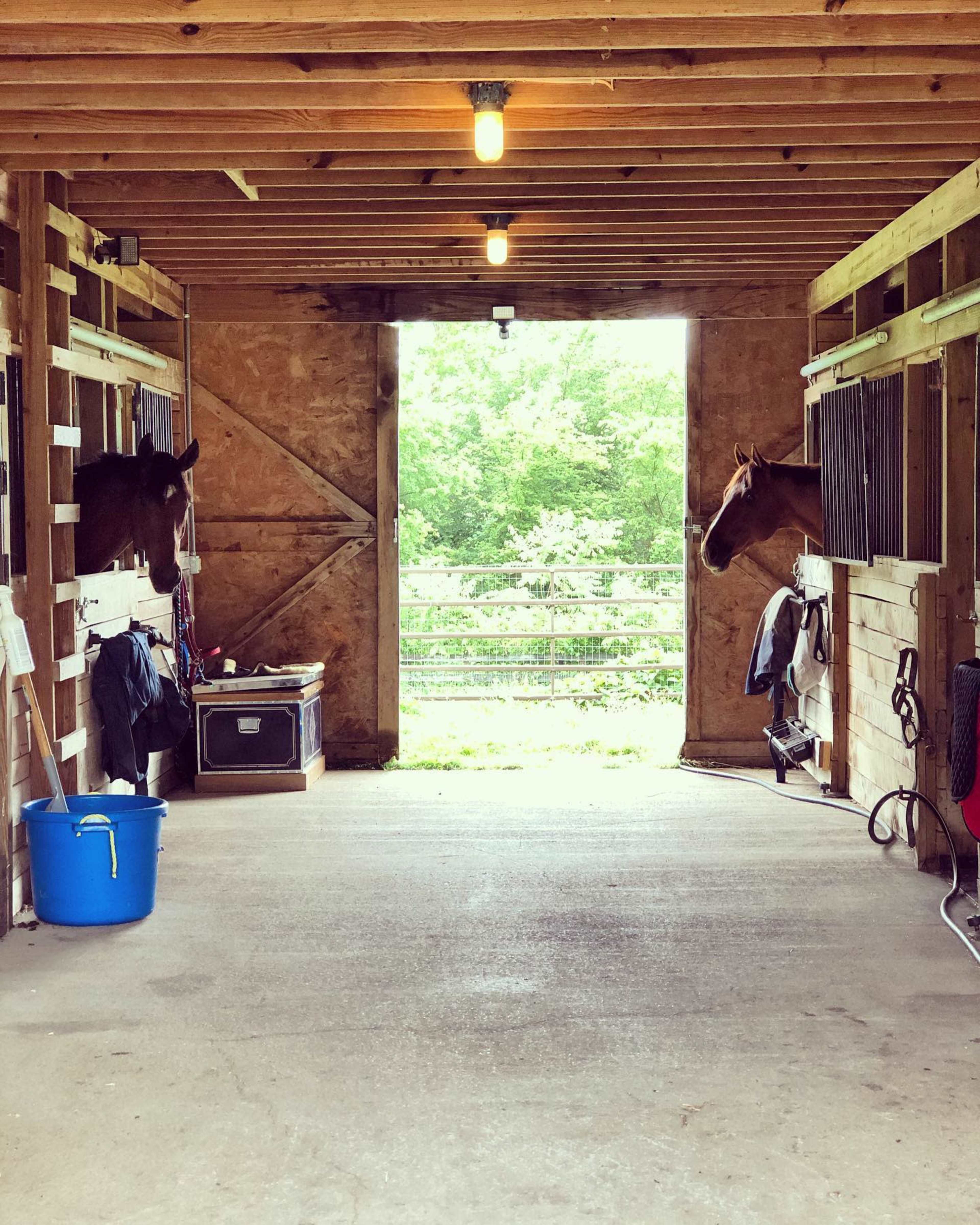 Two horses peer out from their stalls in a barn, with a bright opening leading to a green pasture in the background.