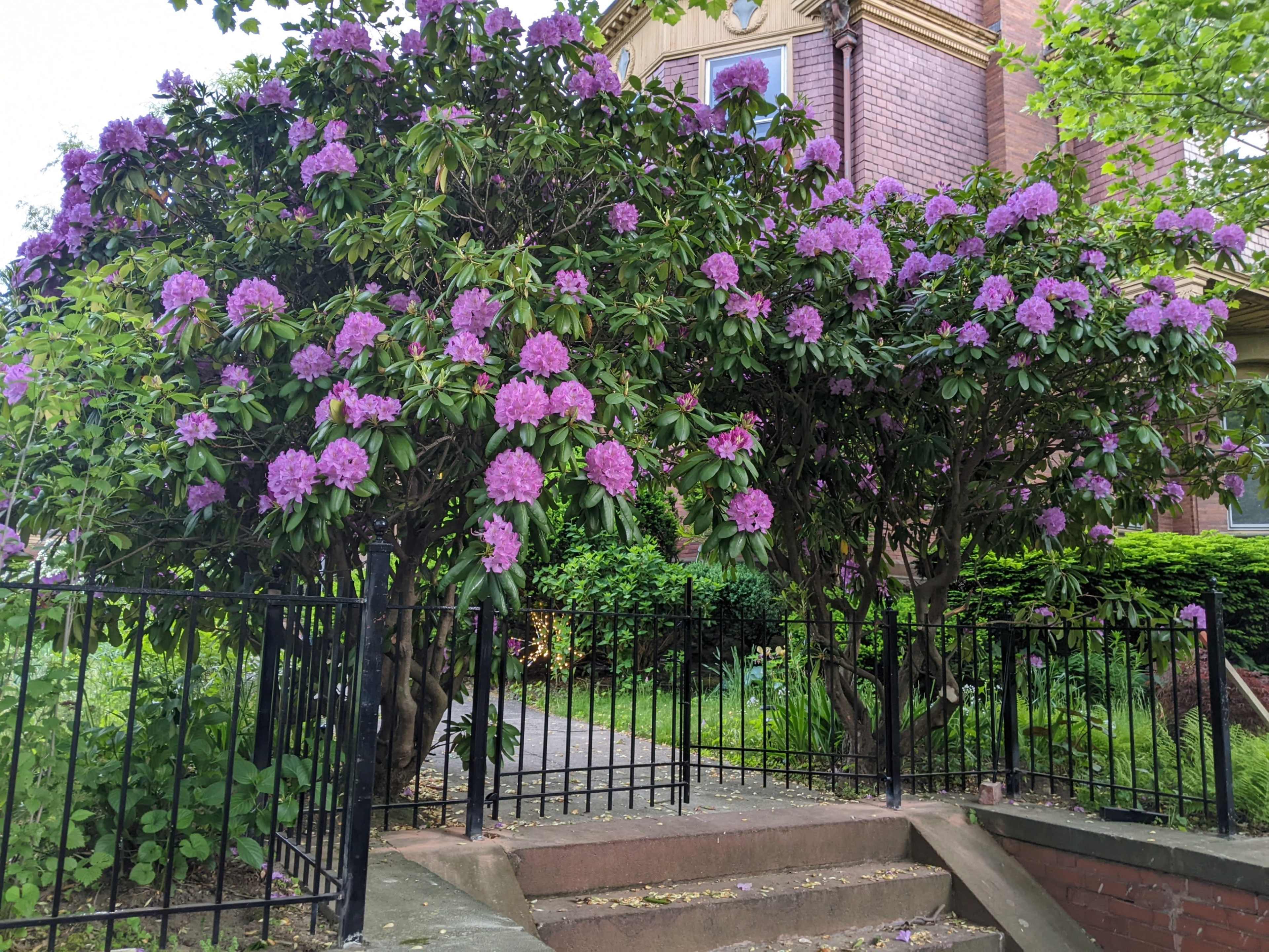 Two flowering rhododendron bushes with purple blooms frame a garden path leading to a brick house.