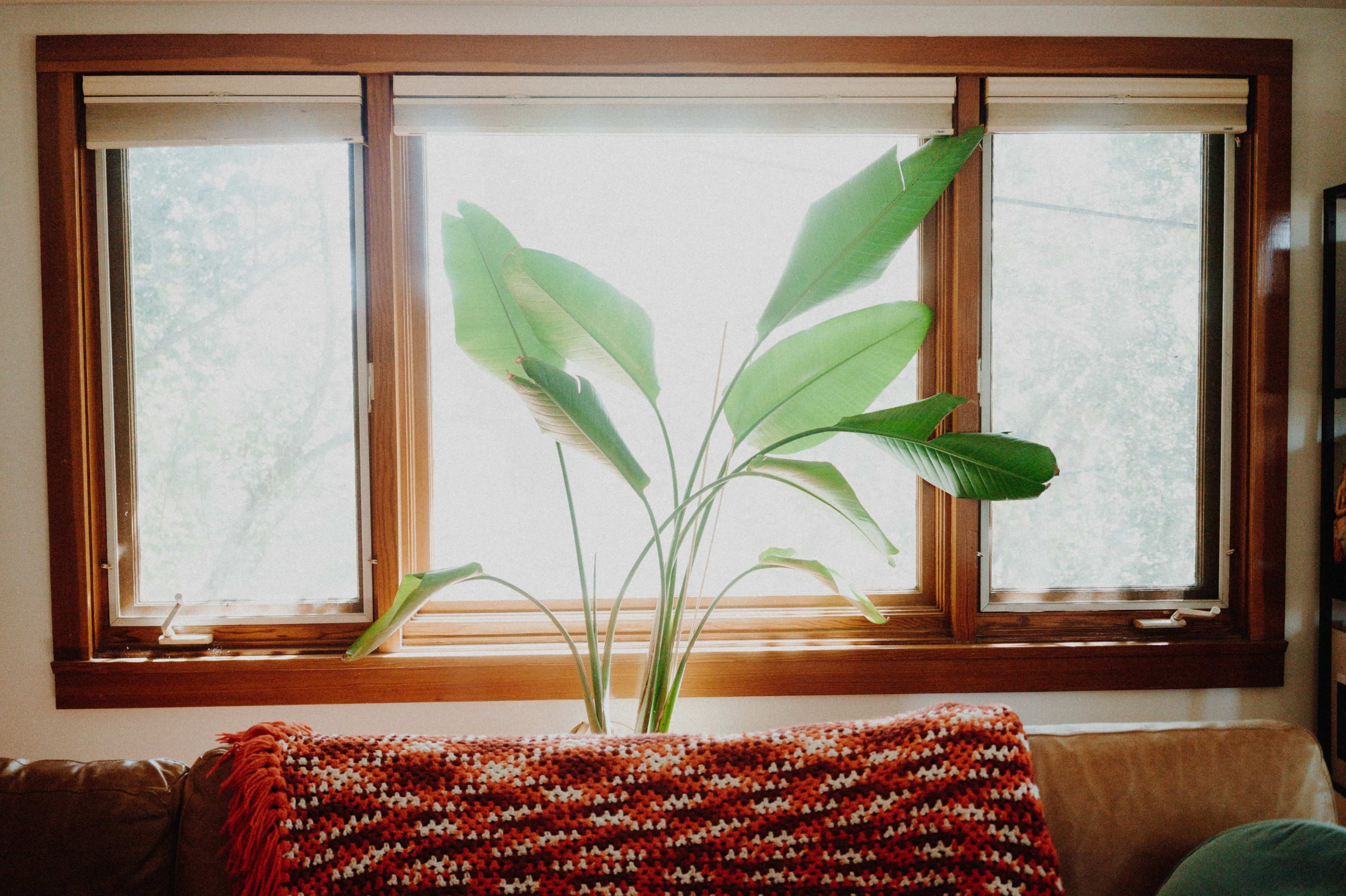 A large green plant is positioned in front of two windows with light filtering through the leaves and a vibrant blanket placed on the couch below.