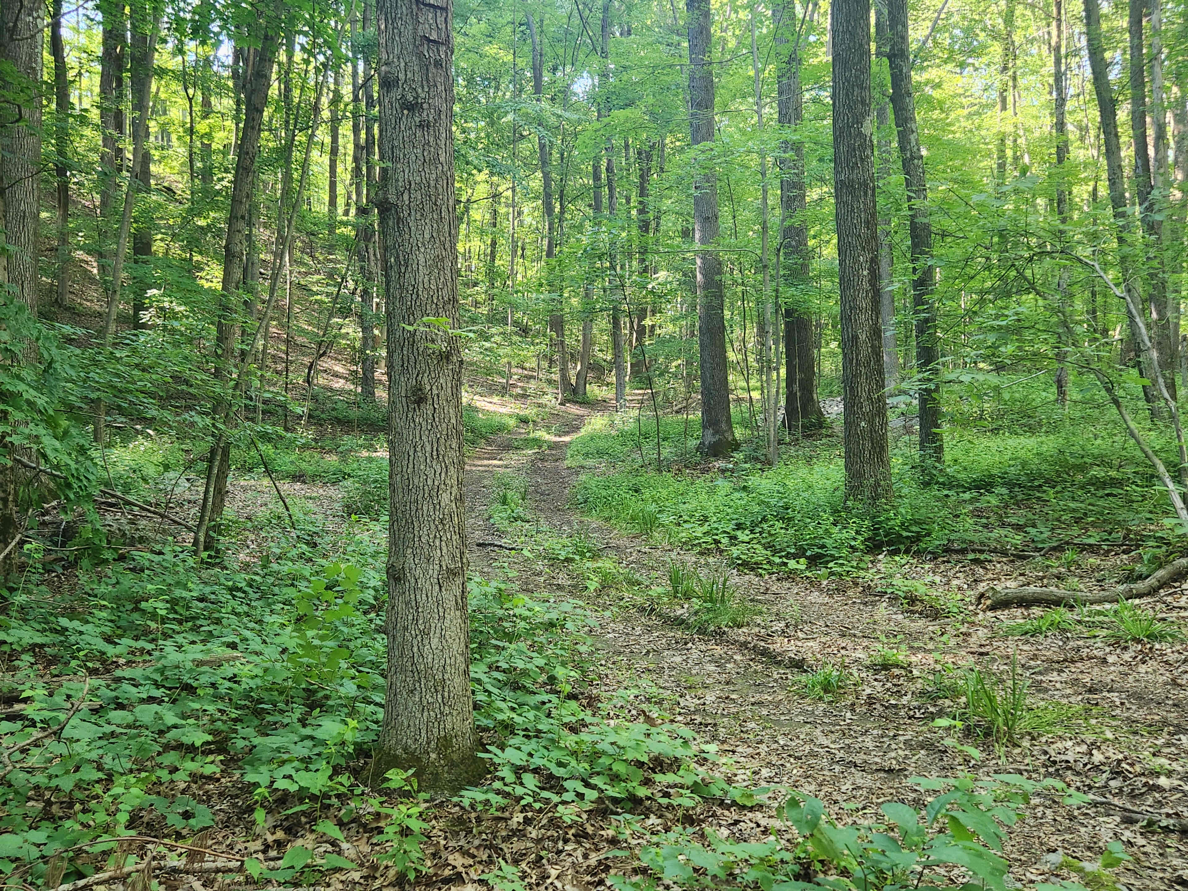 A dirt path winds through a dense forest, flanked by tall trees and underbrush.