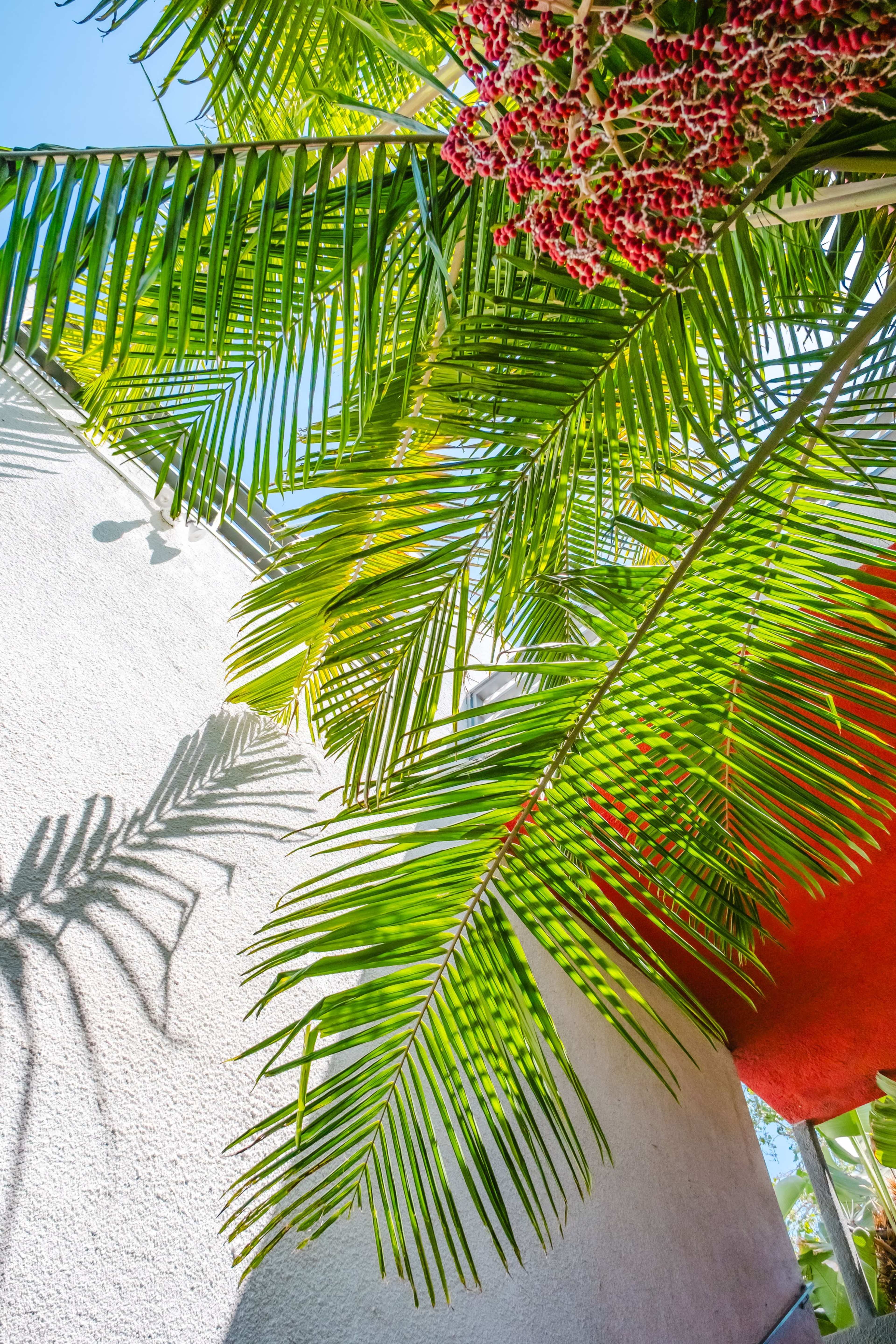 The image shows green palm leaves casting shadows against a white wall, with clusters of red flowers visible among the foliage.