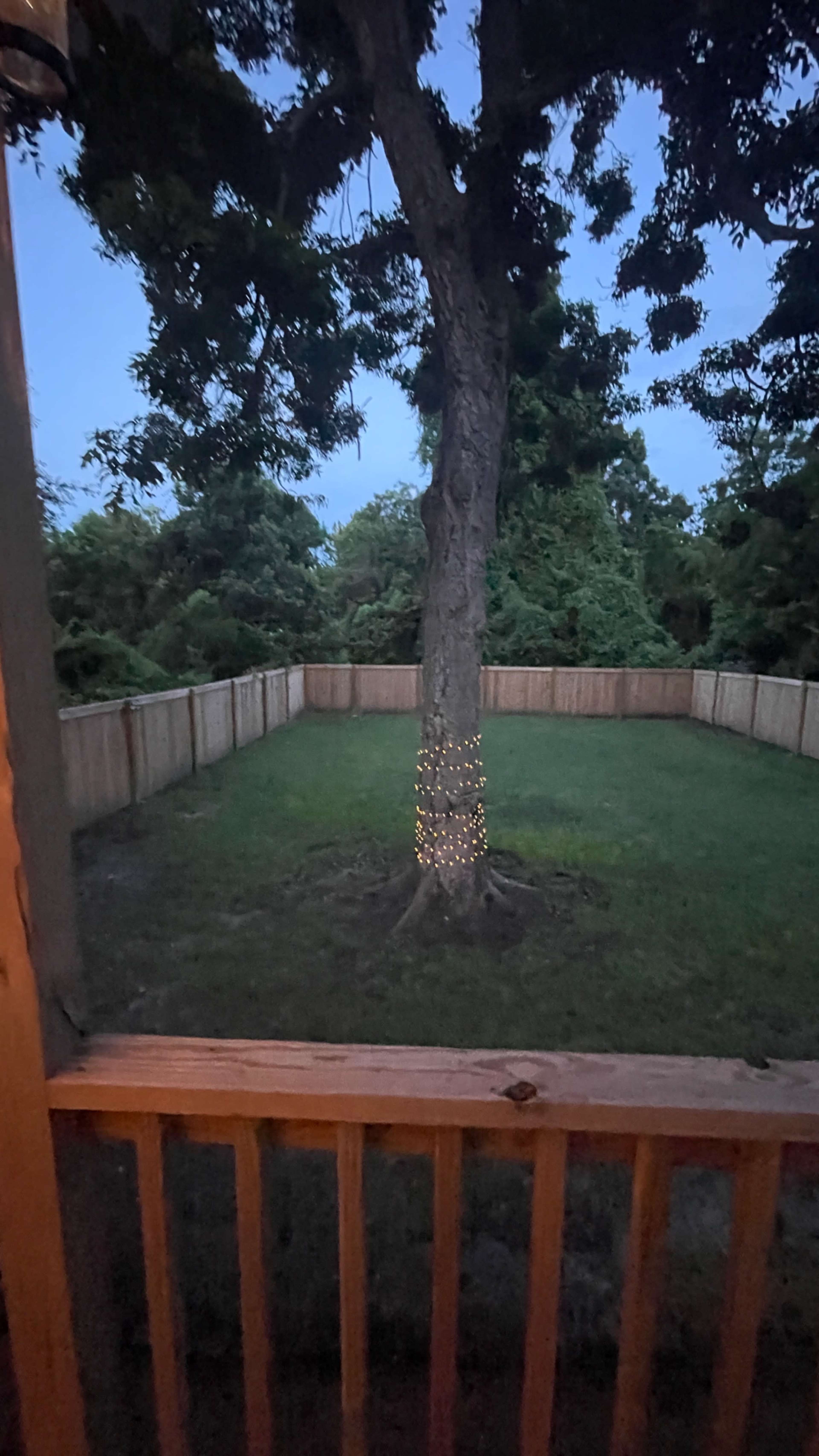 A fenced backyard features a tree wrapped in lights, set against a twilight sky.