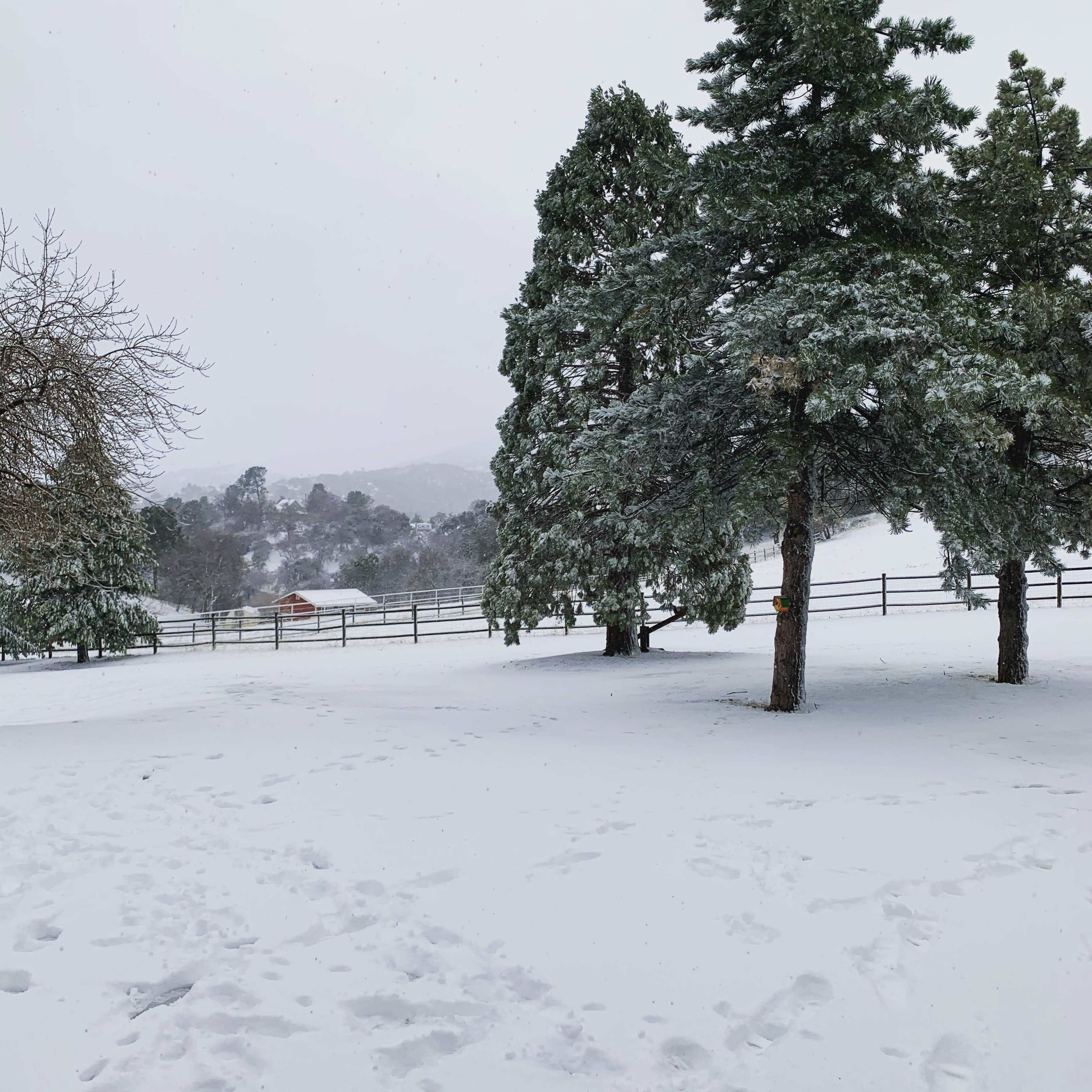 A snowy landscape with several evergreen trees and a wooden fence in the background.