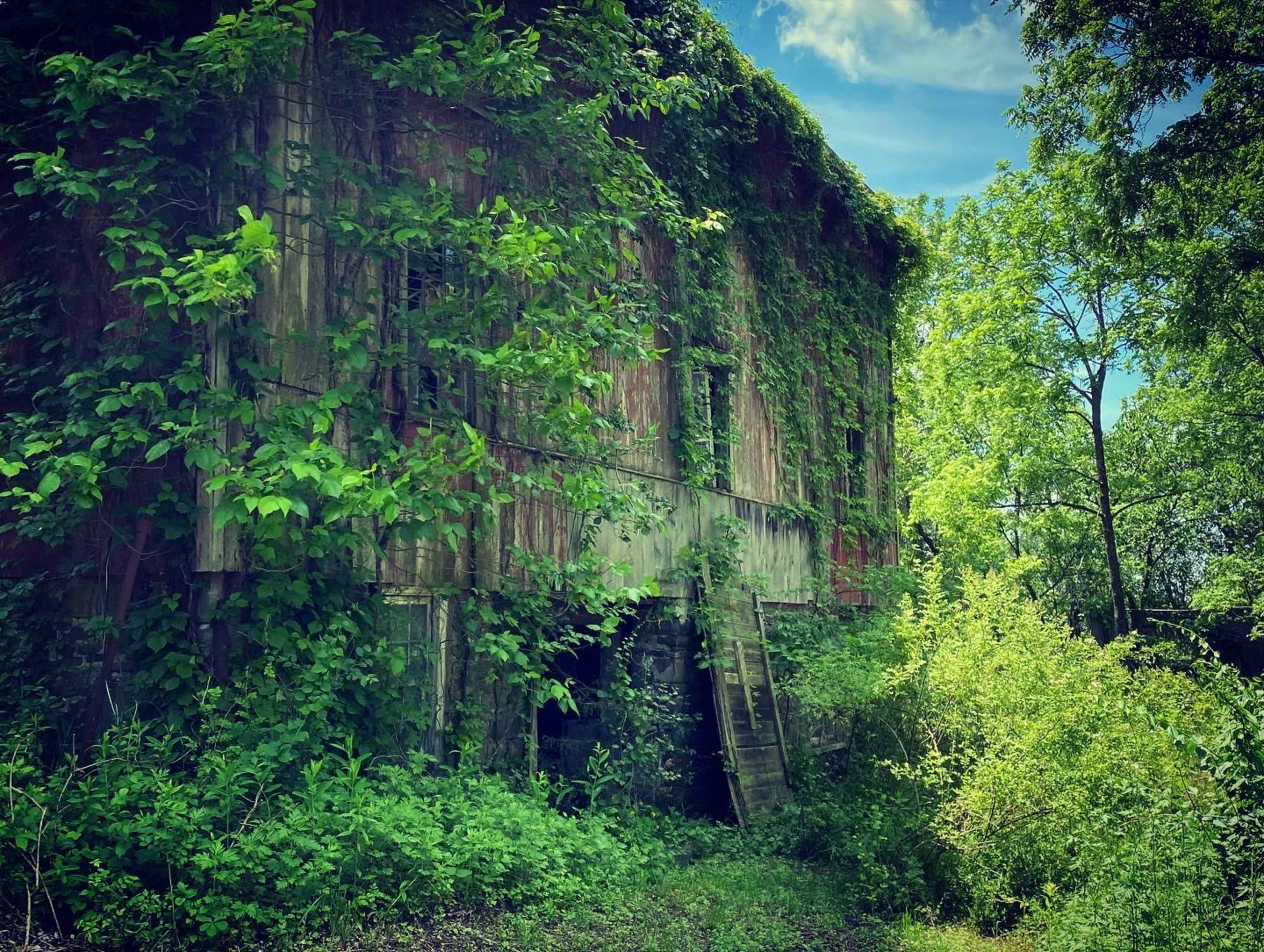 A weathered building covered in ivy stands amid overgrown vegetation and trees.