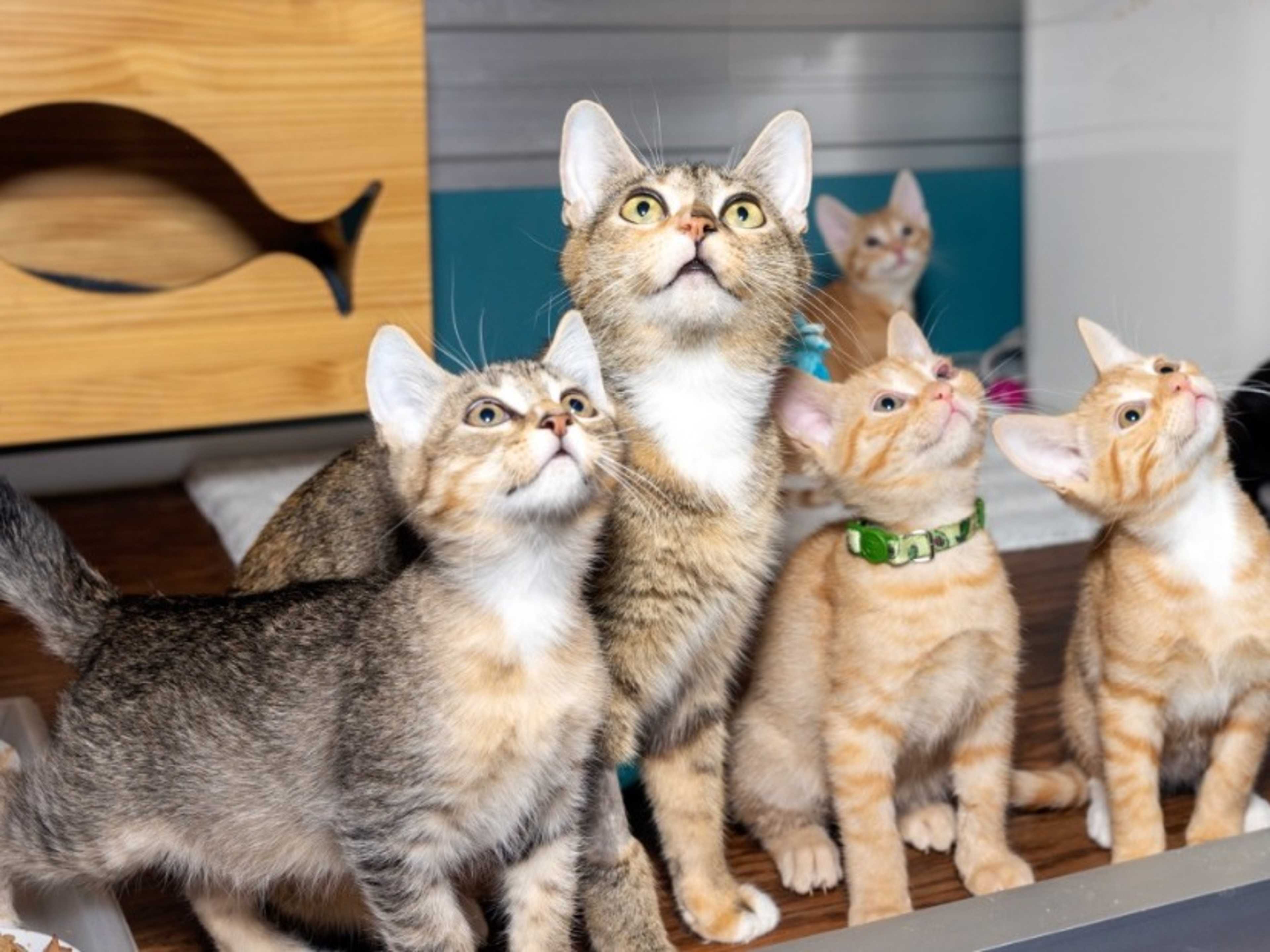 Have some feline company!