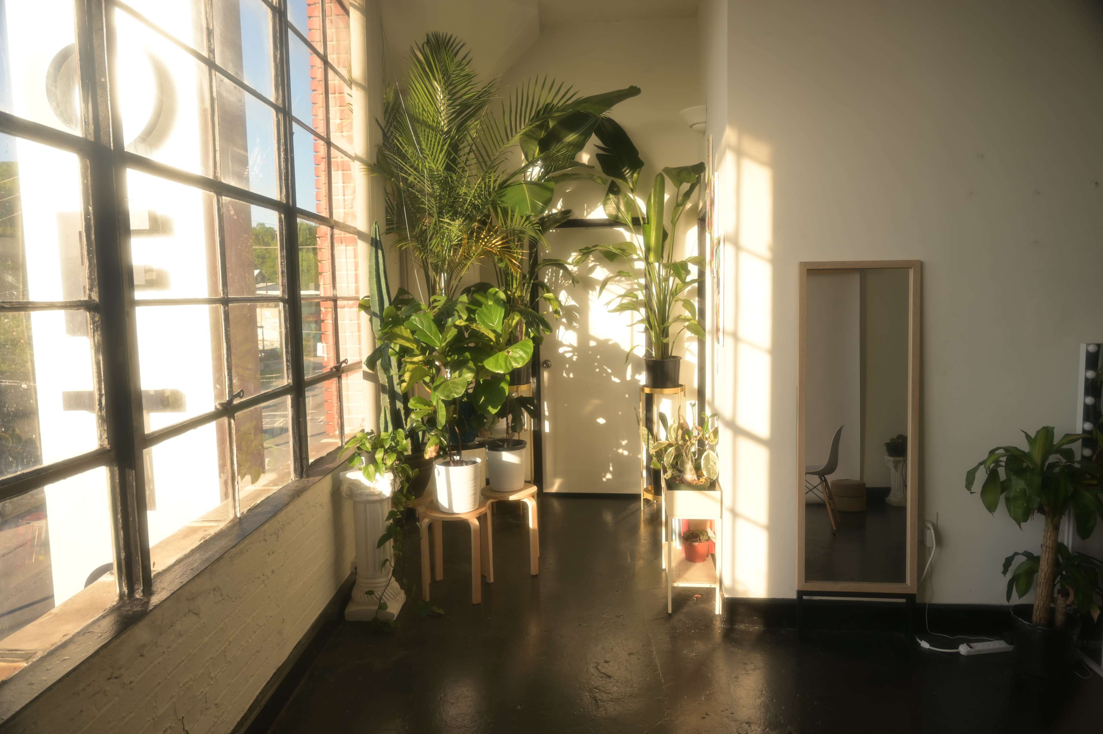 A sunlit interior features large plants, a mirror, and a doorway, with a wall of windows providing natural light.