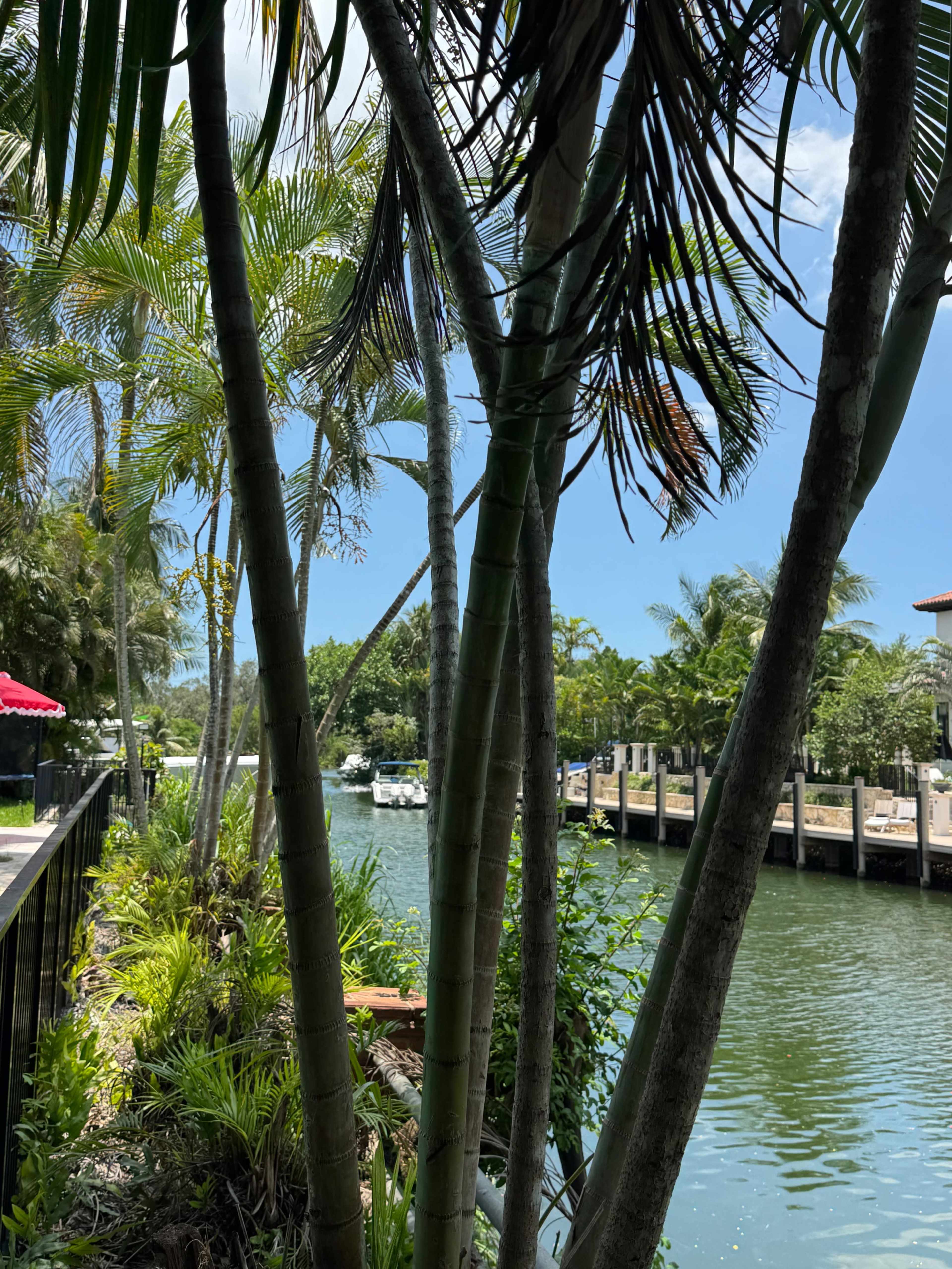 The image features a view of a calm waterway lined with palm trees and lush greenery, with boats visible in the distance under a clear blue sky.