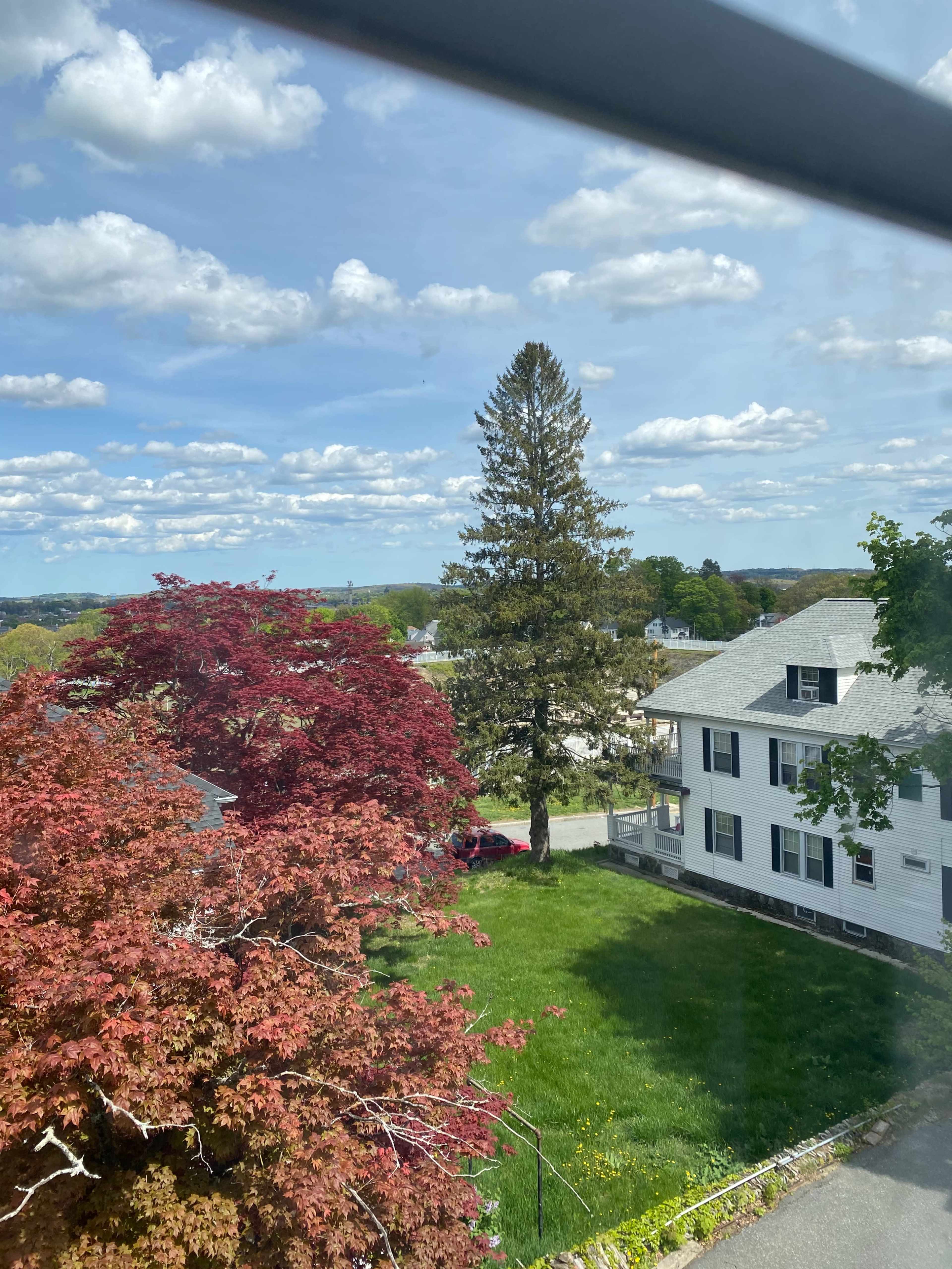 A residential neighborhood with a mix of a red-leafed tree, a tall evergreen tree, green grass, and a white house under a bright blue sky with scattered clouds.