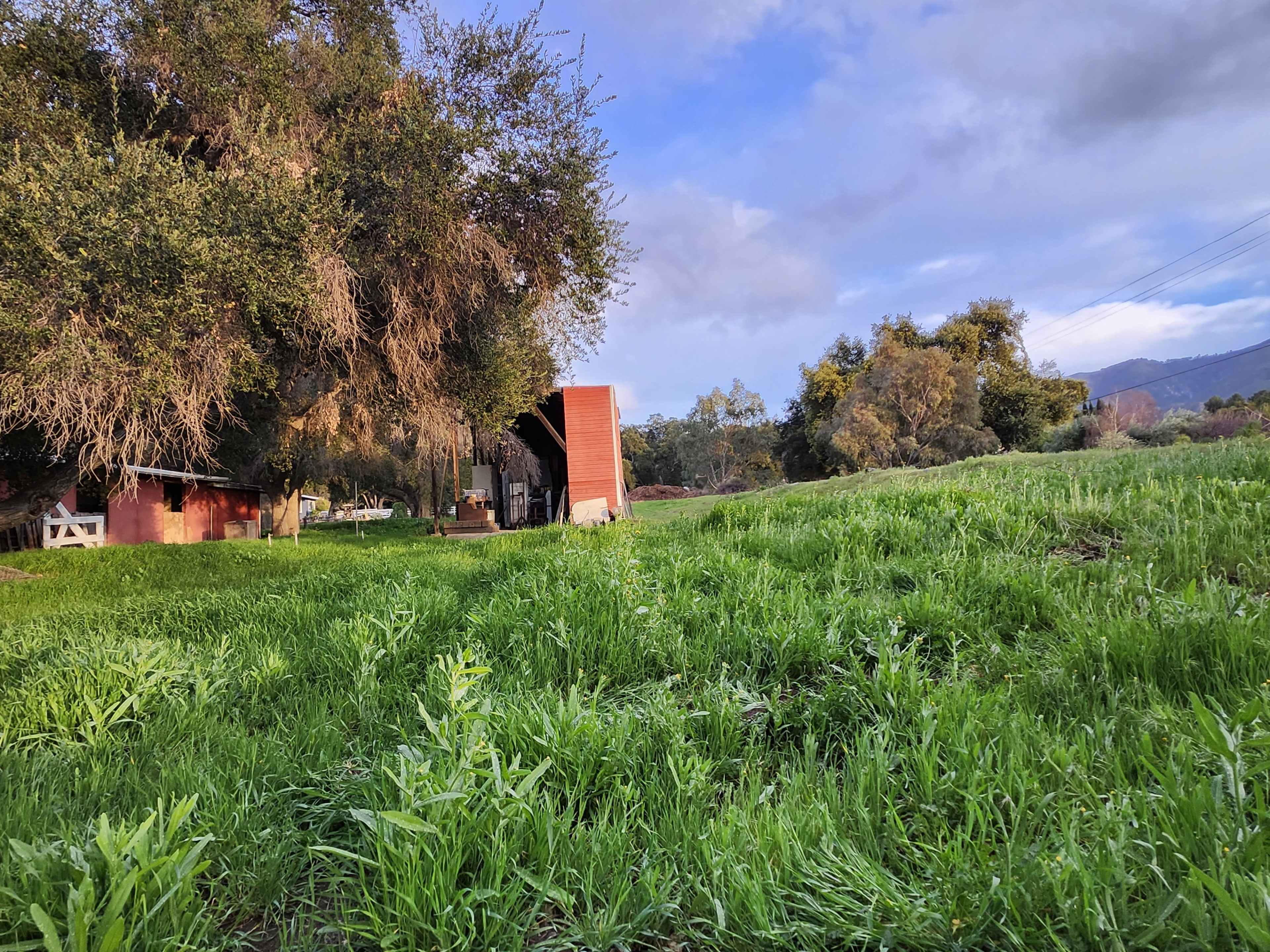 A grassy area is bordered by a large tree and a red shed, with distant hills visible in the background.