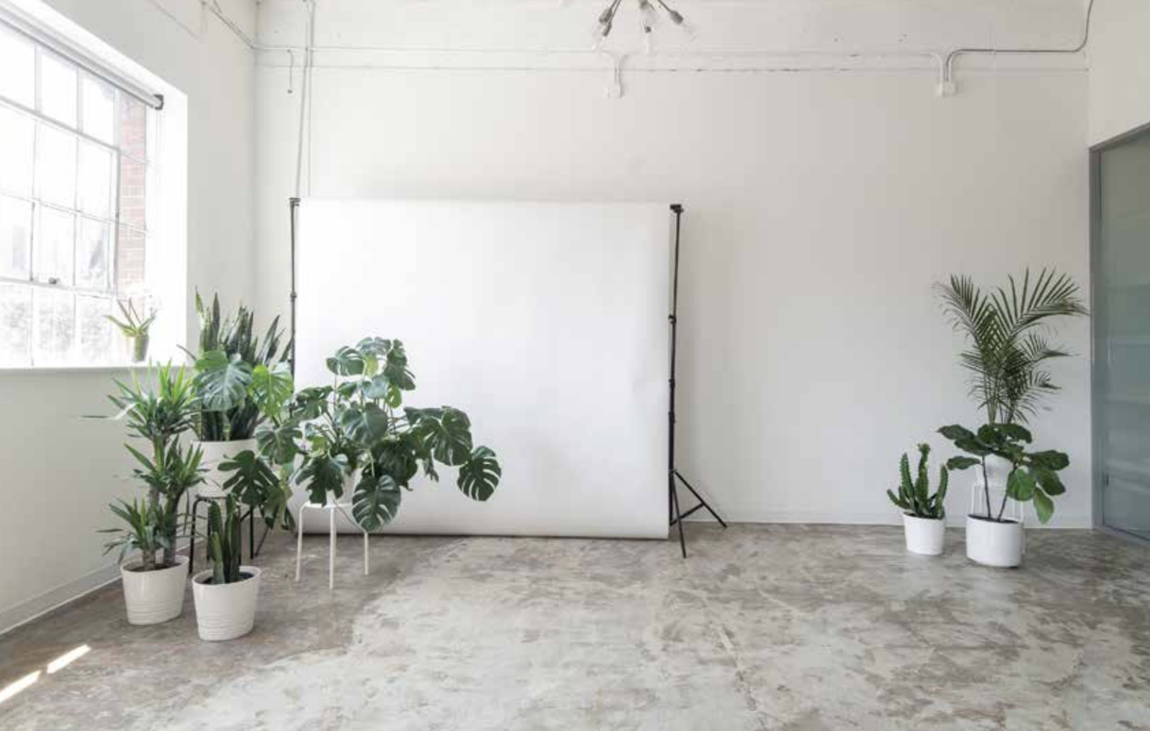 A bright, minimalist studio features a white backdrop, large windows, and various potted plants on the floor.
