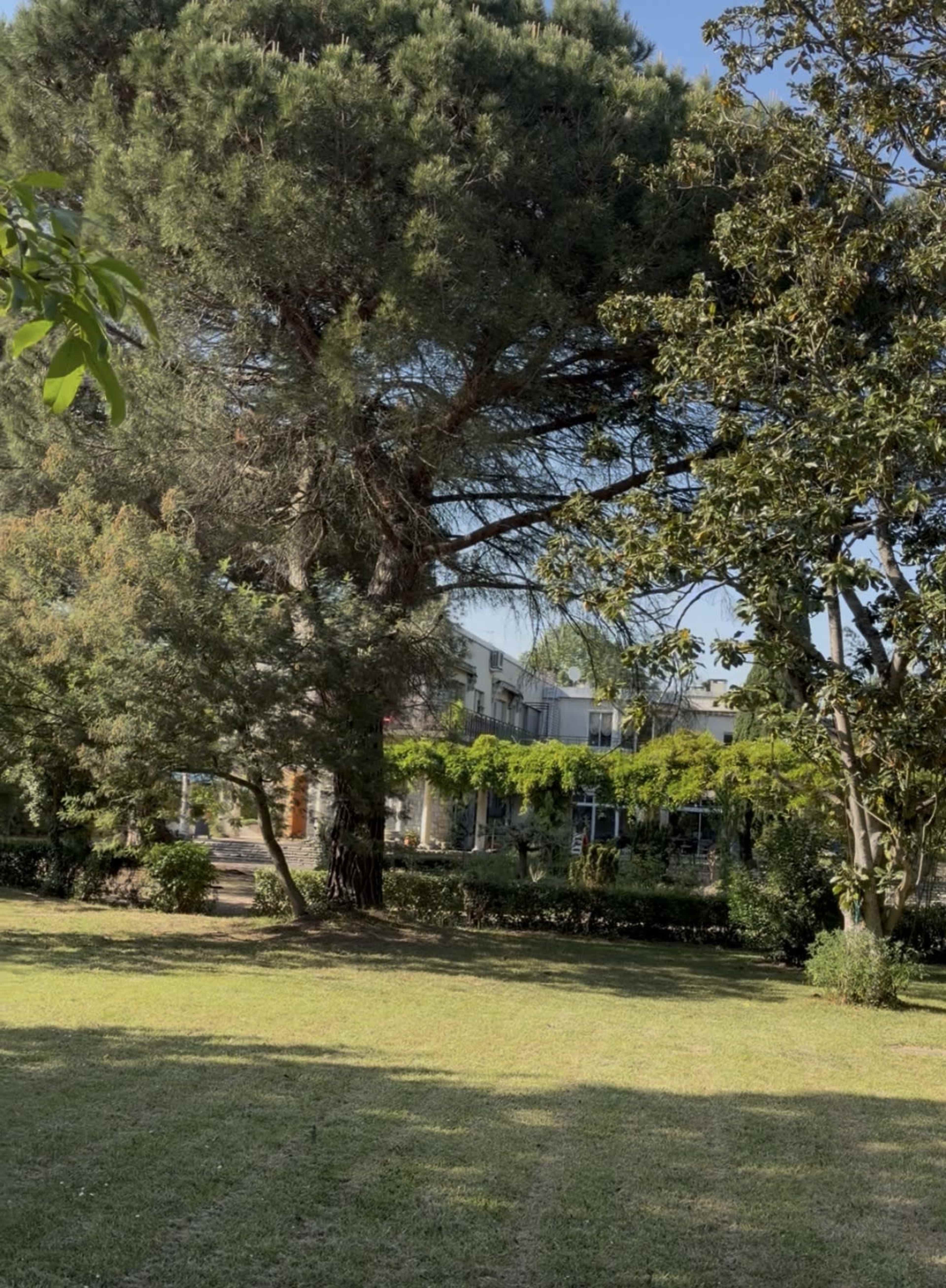 A large tree stands prominently in a green park area with a building visible in the background among lush vegetation.
