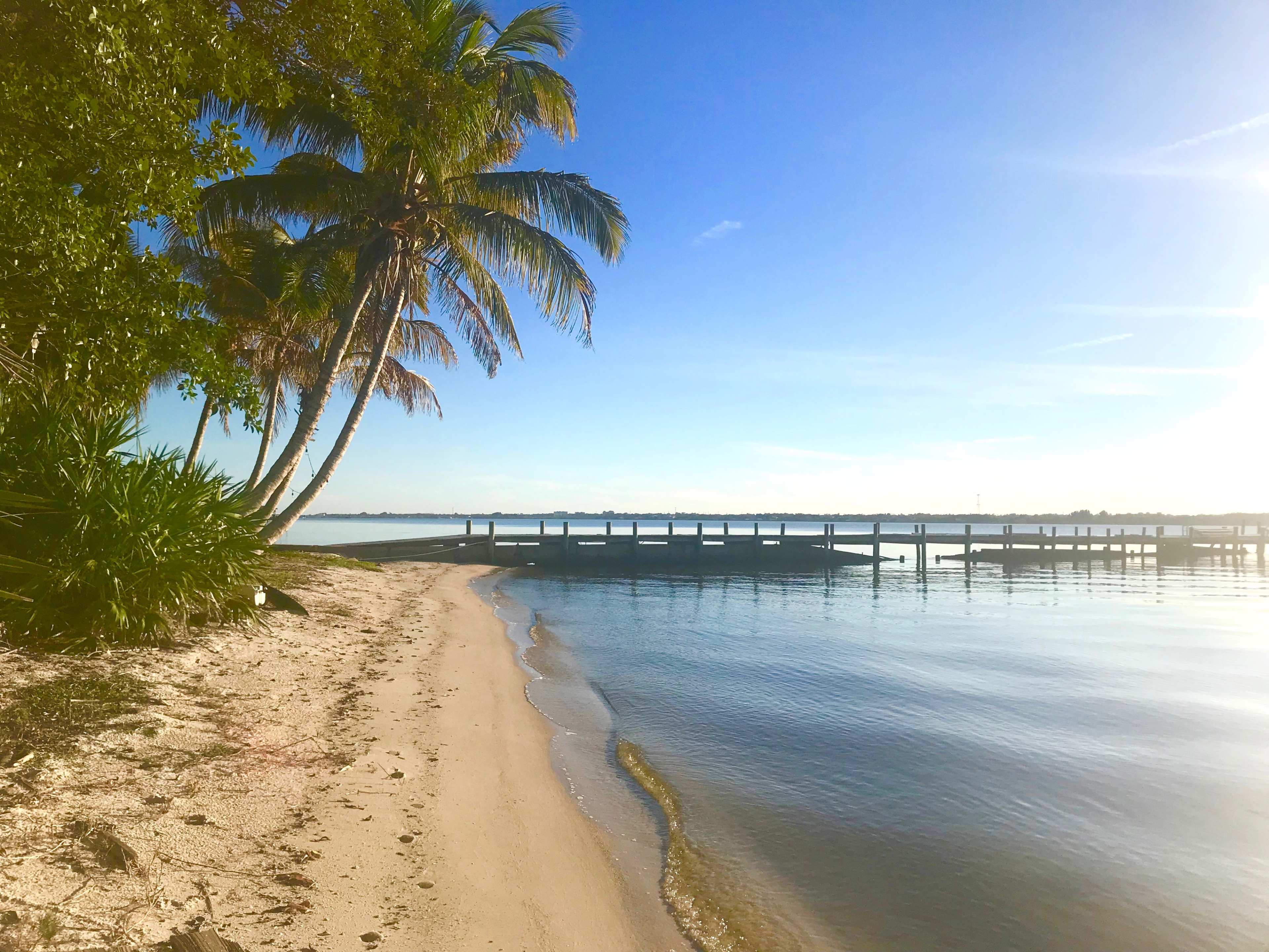 A sandy shore lined with palm trees leads to a calm body of water and a wooden pier in the distance.