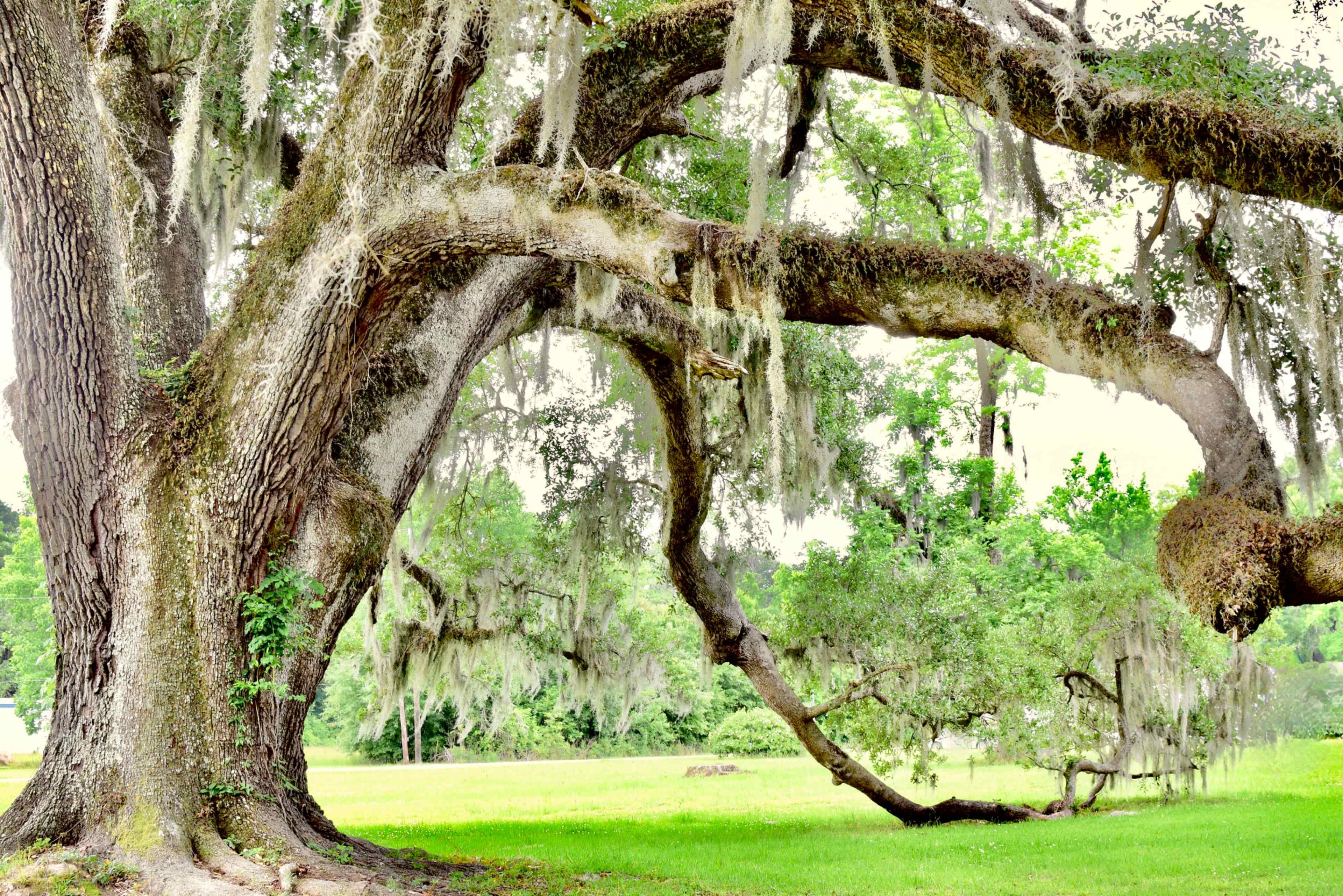 A large oak tree draped with Spanish moss stands in a grassy area surrounded by a lush landscape.