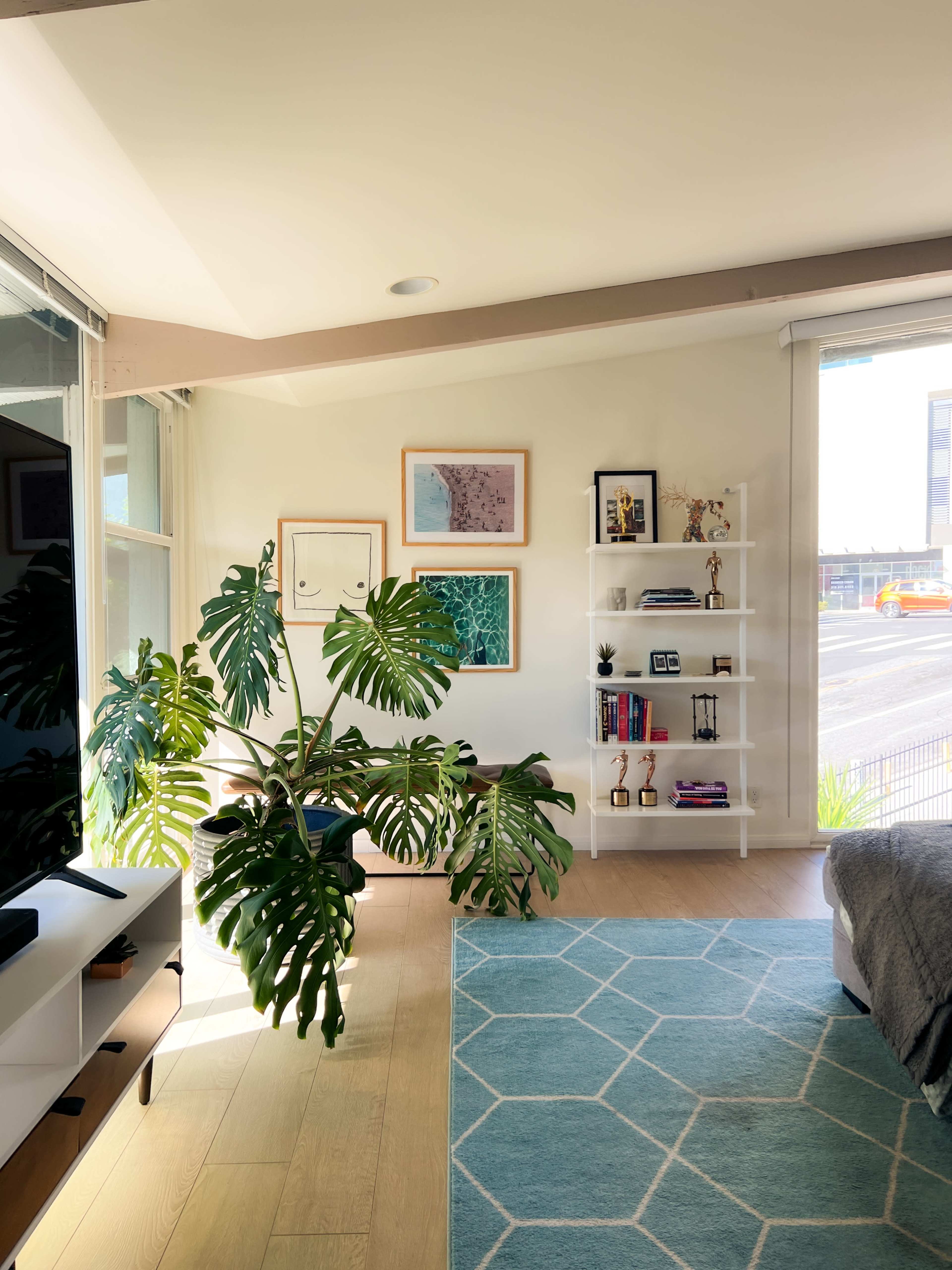 A bright living room with a large plant, artwork on the walls, a white bookshelf filled with books and decorative items, and a patterned rug on the floor.