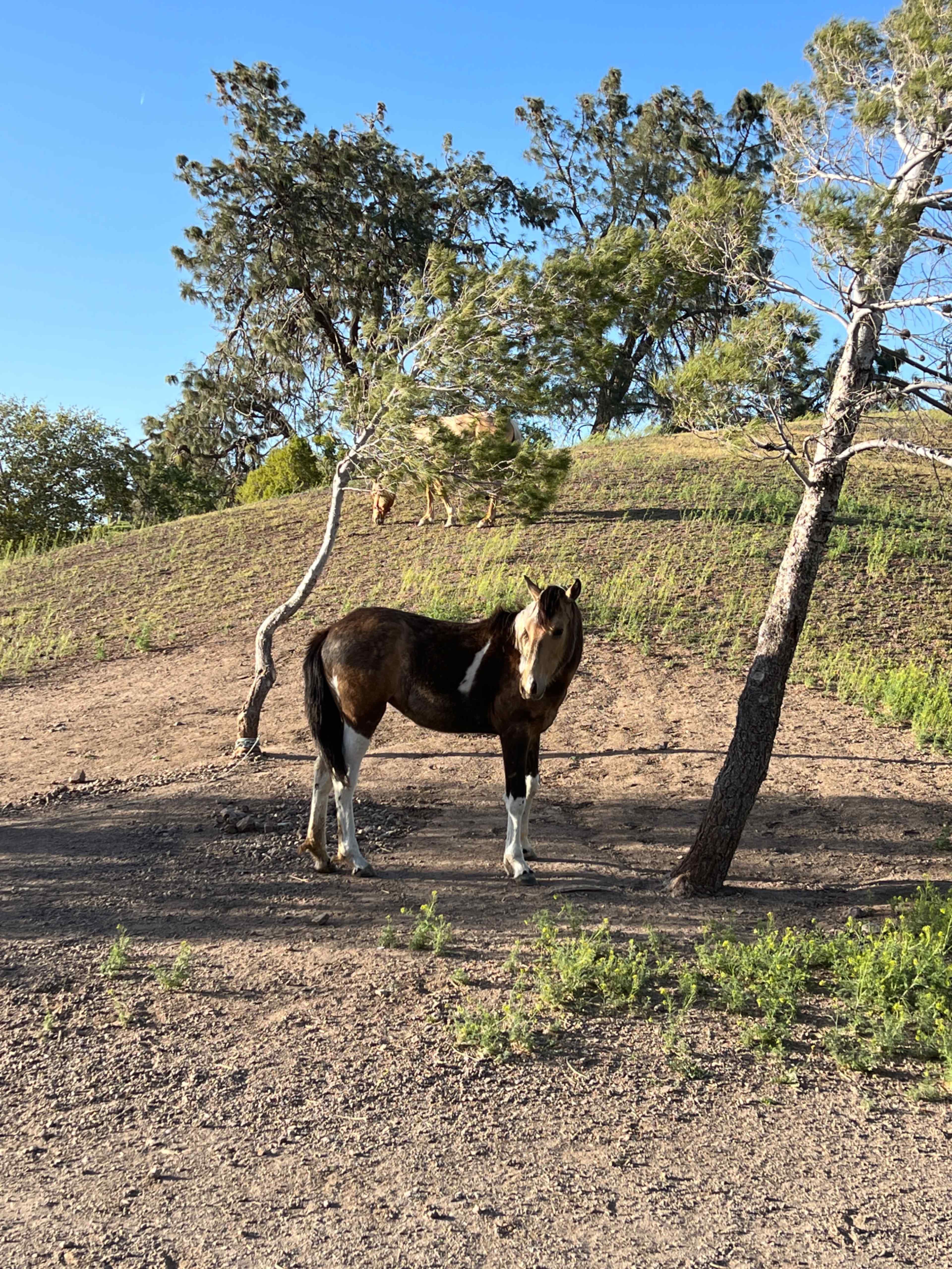A brown and white horse stands on a dirt hillside with sparse vegetation and trees.
