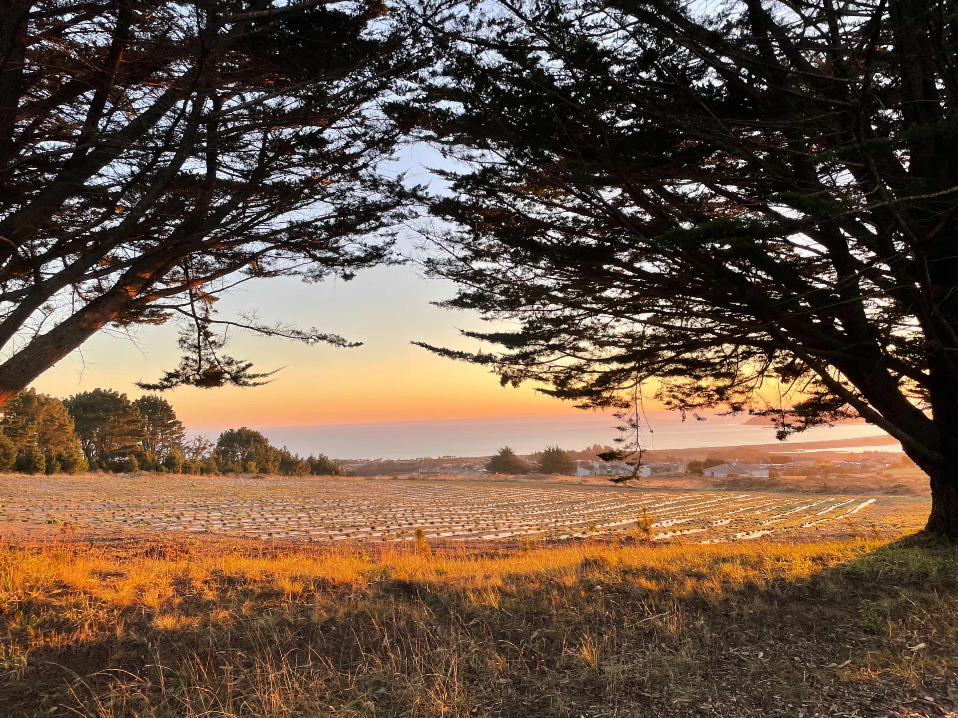 A landscape at sunset, framed by trees, with fields in the foreground and the ocean in the background.