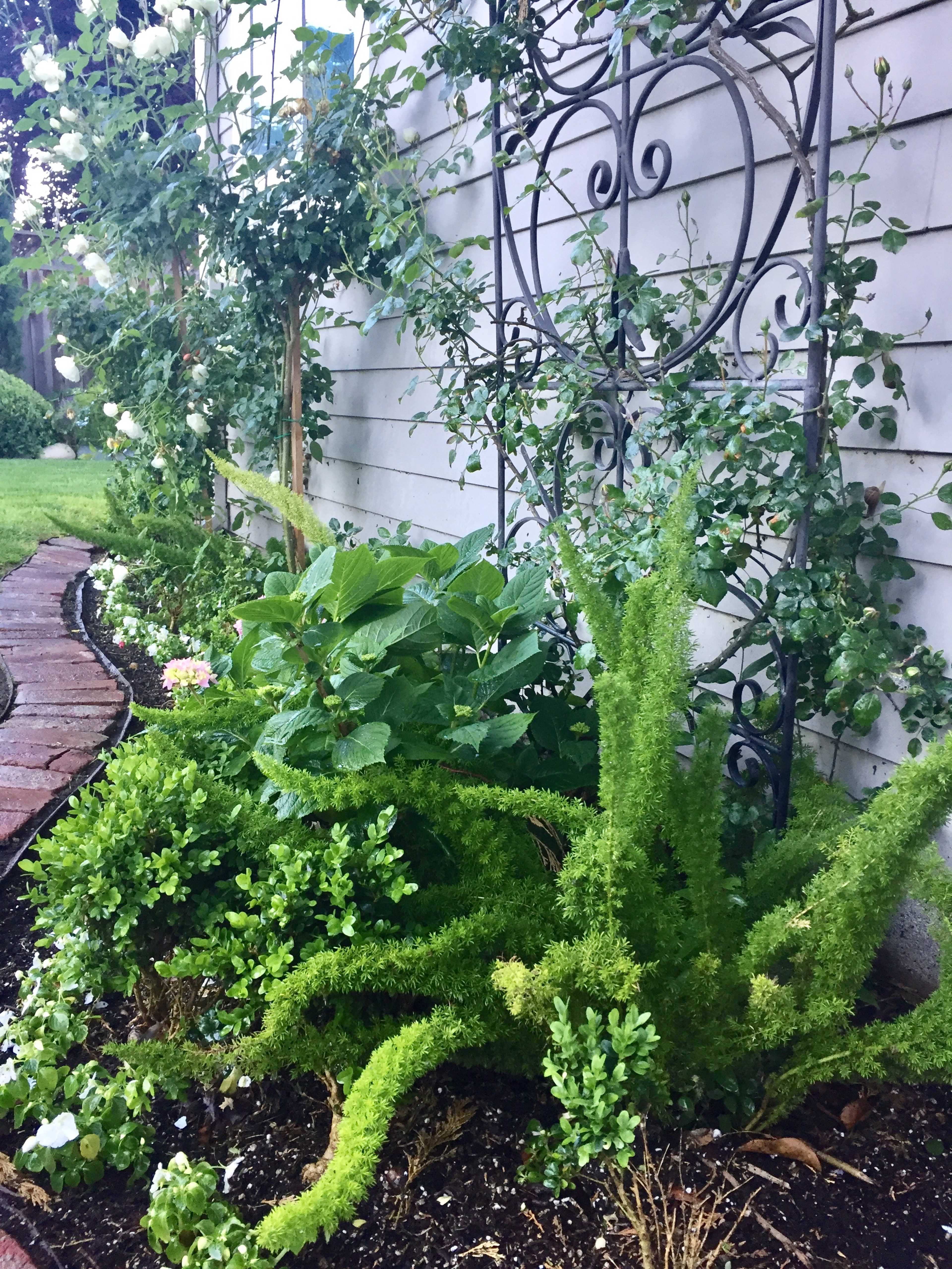 A lush garden features a variety of green plants and shrubs along a brick border beside a wooden fence.