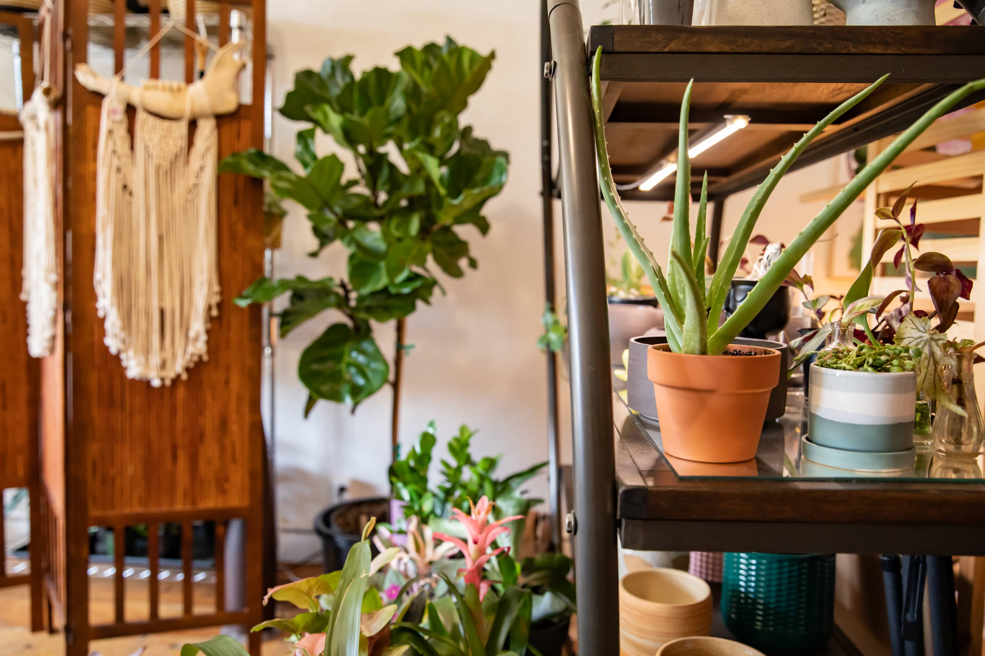 Beautiful light-filled plant shop with hidden spa room Image in Northeast Portland, Portland, OR